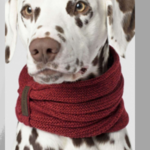Foulard pour Chien – Accessoire Confortable et Stylé pour Toutes Races