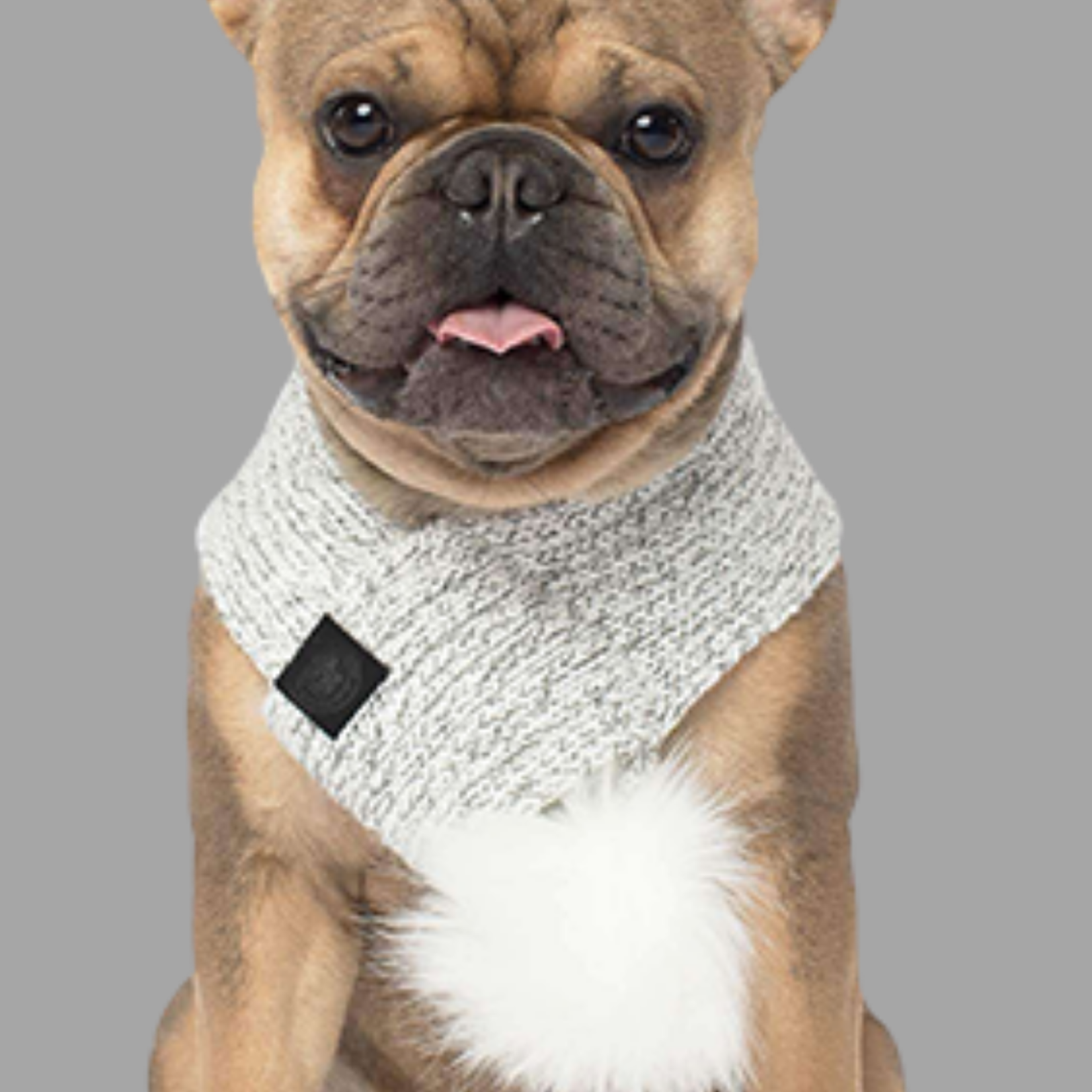 Écharpe pour chien | Solde