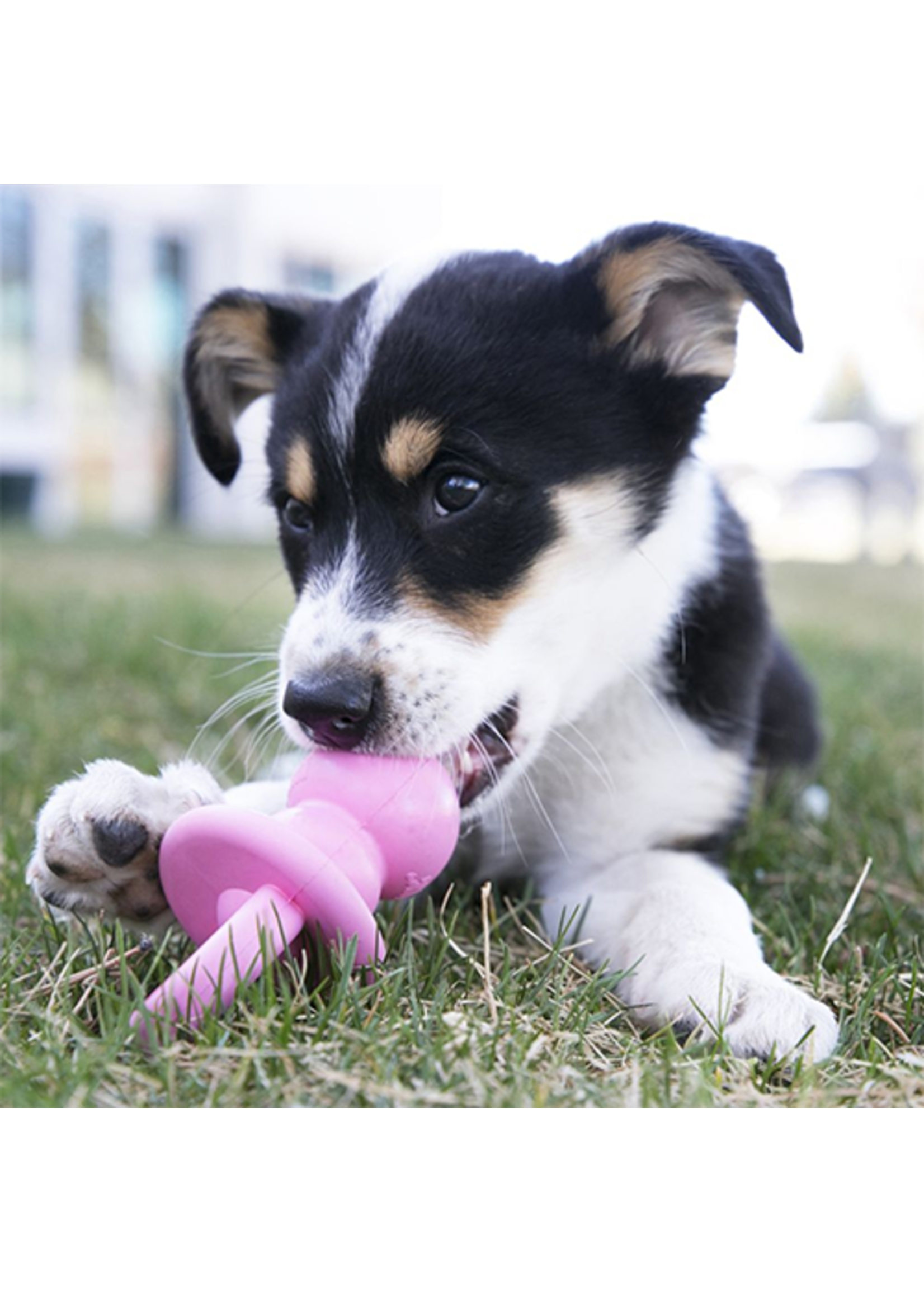 Kong binkie pour chiots