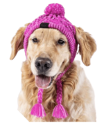 Tuque Rose pour Chien – Accessoire Chaud et Confortable pour l’Hiver