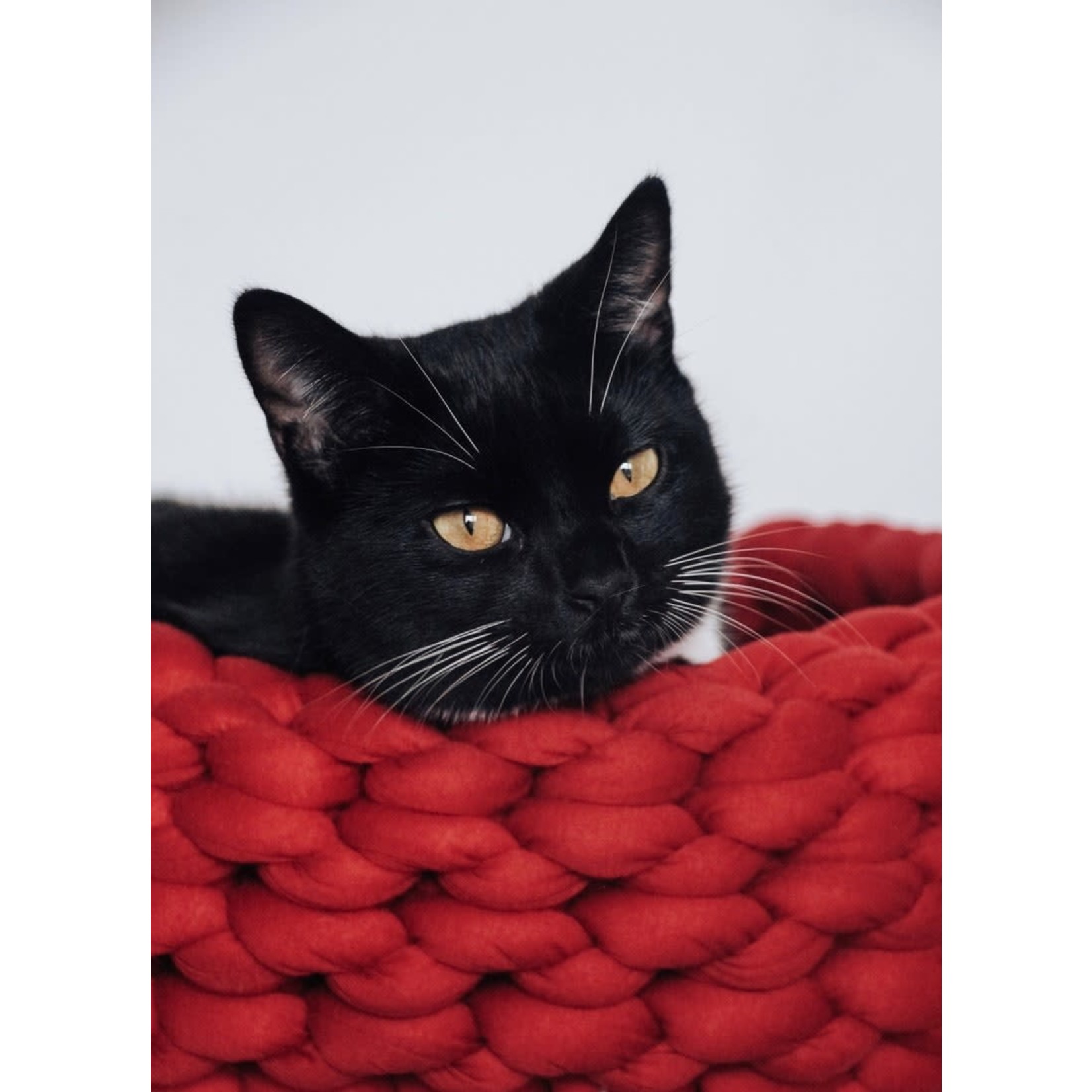 Basket for small dogs or cats | Handmade artisan basket made in Quebec