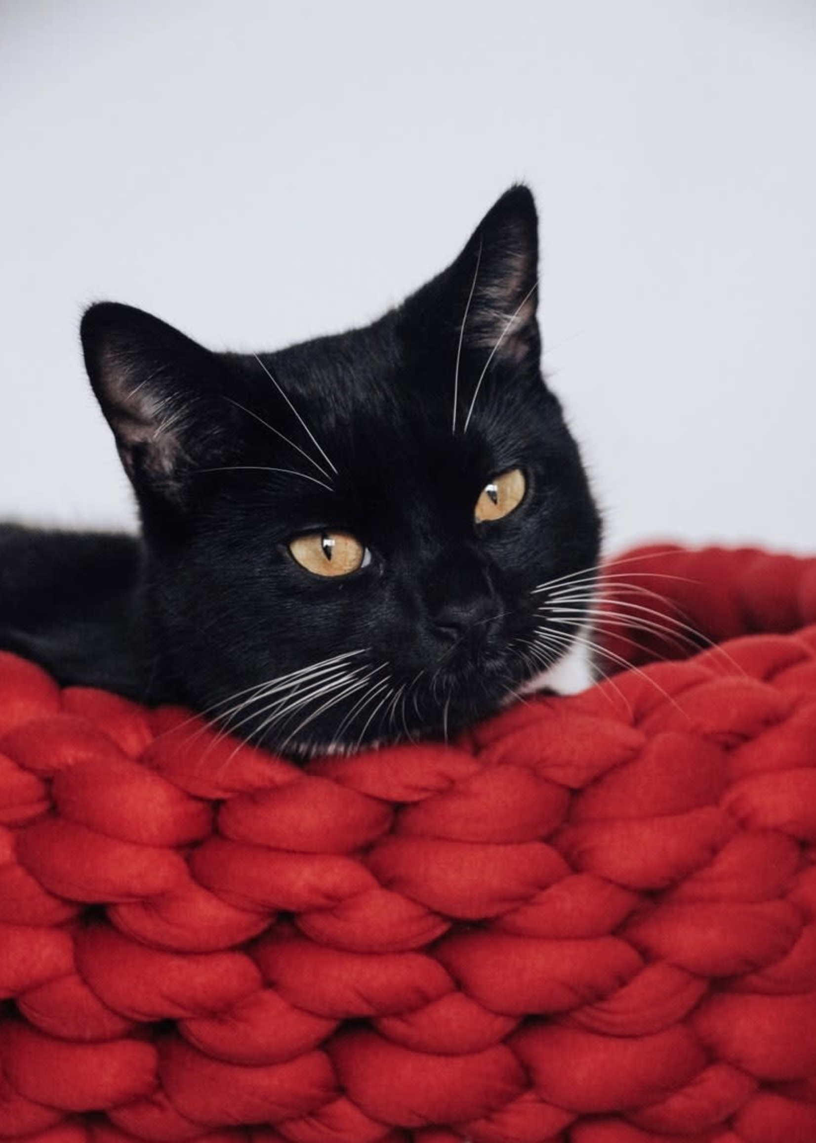 Basket for small dogs or cats | Handmade artisan basket made in Quebec