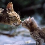 KITTEN AND CAT