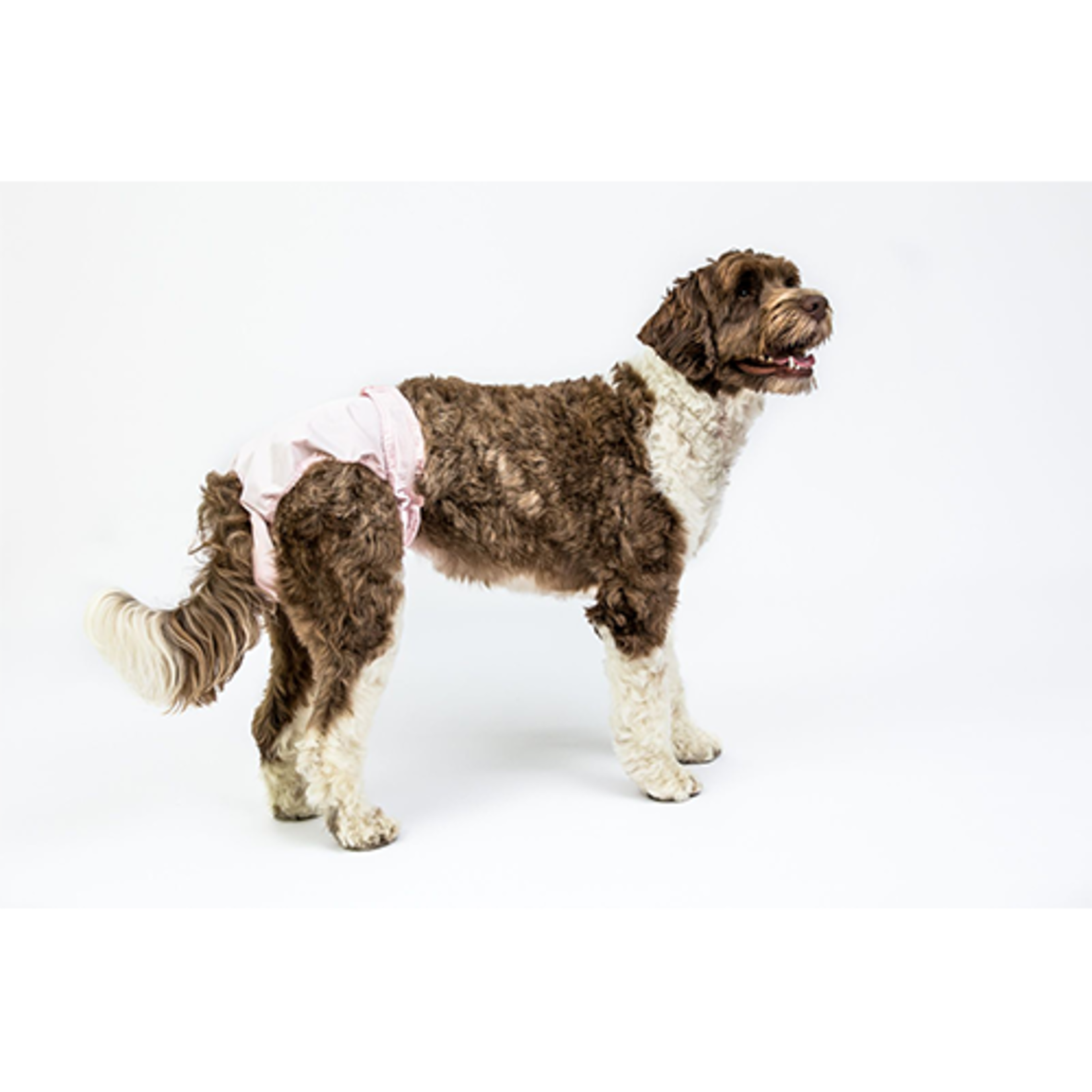 Culotte hygiénique réutilisable pour femelles