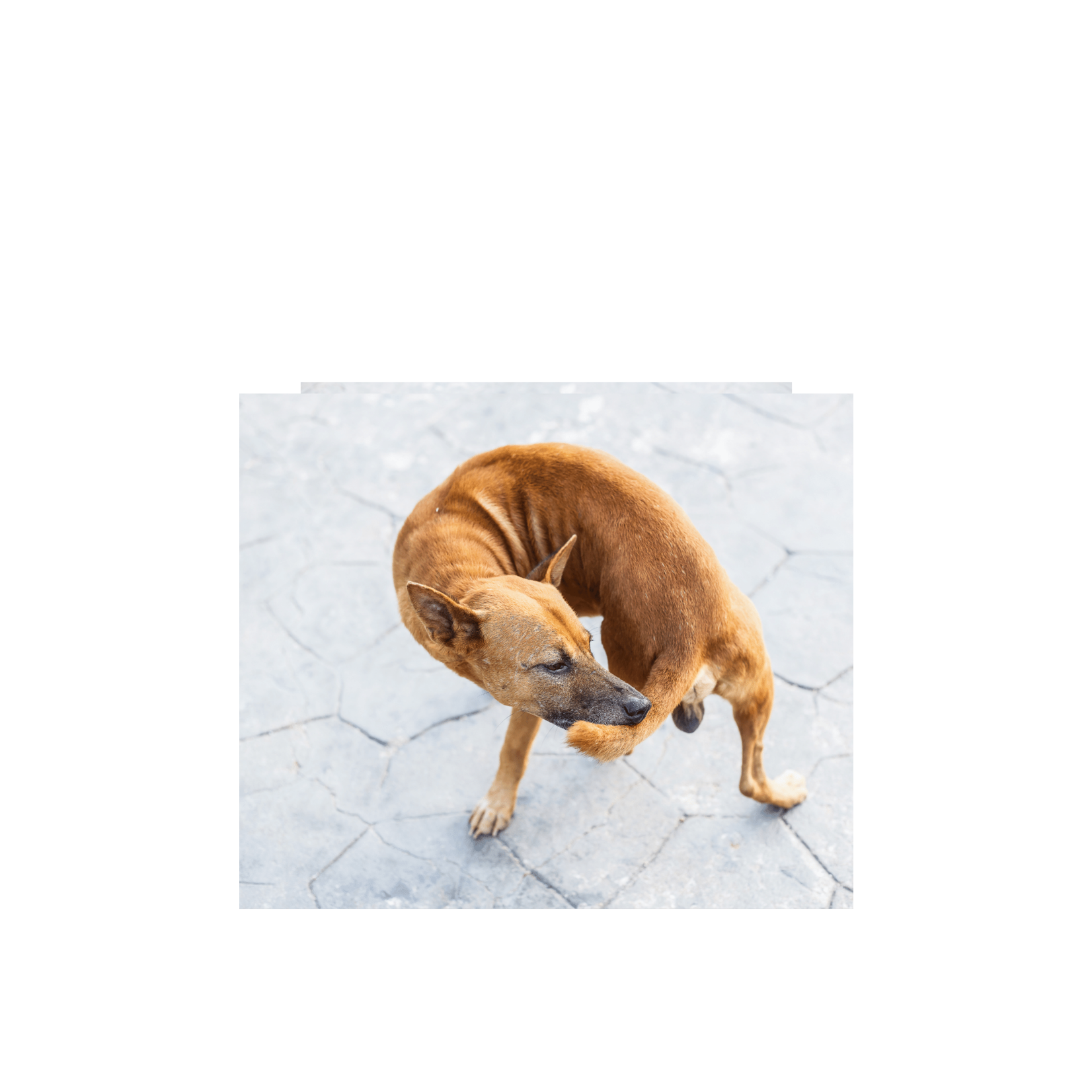 Pipette CHIEN