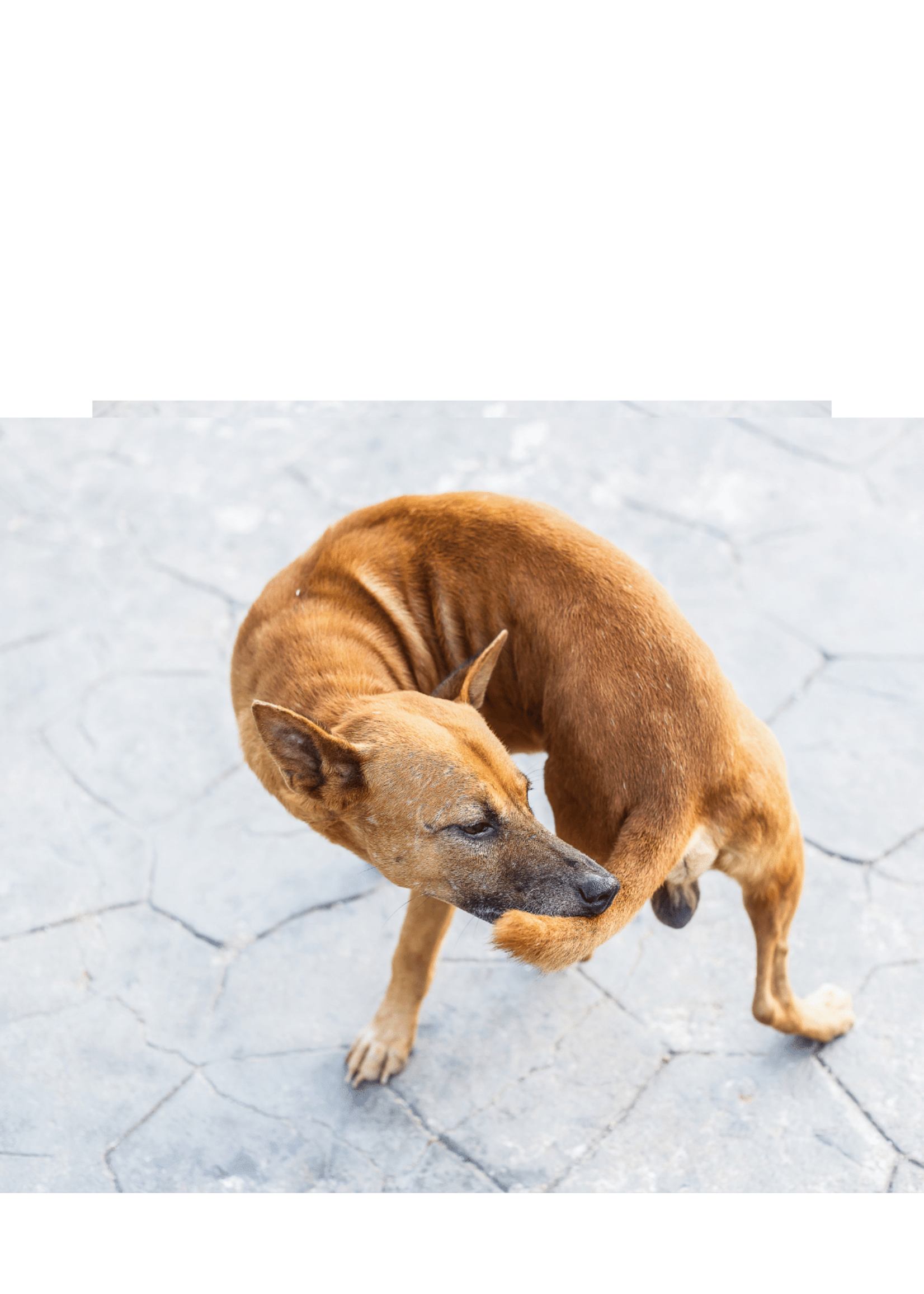 Pipette CHIEN