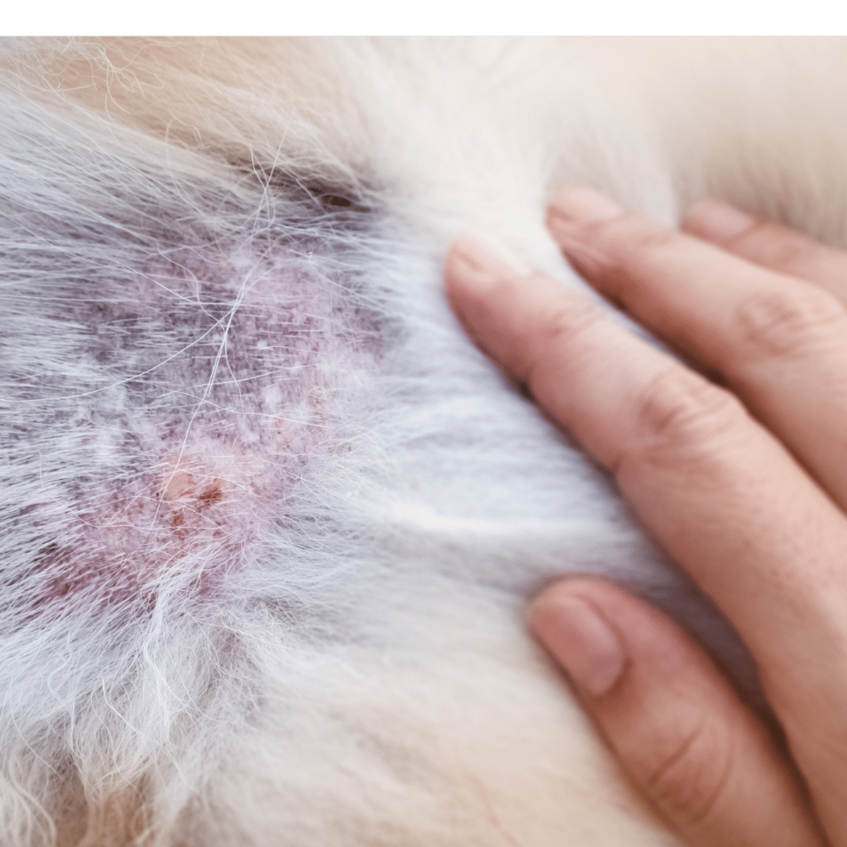 Collier CHIEN DERMOCARE