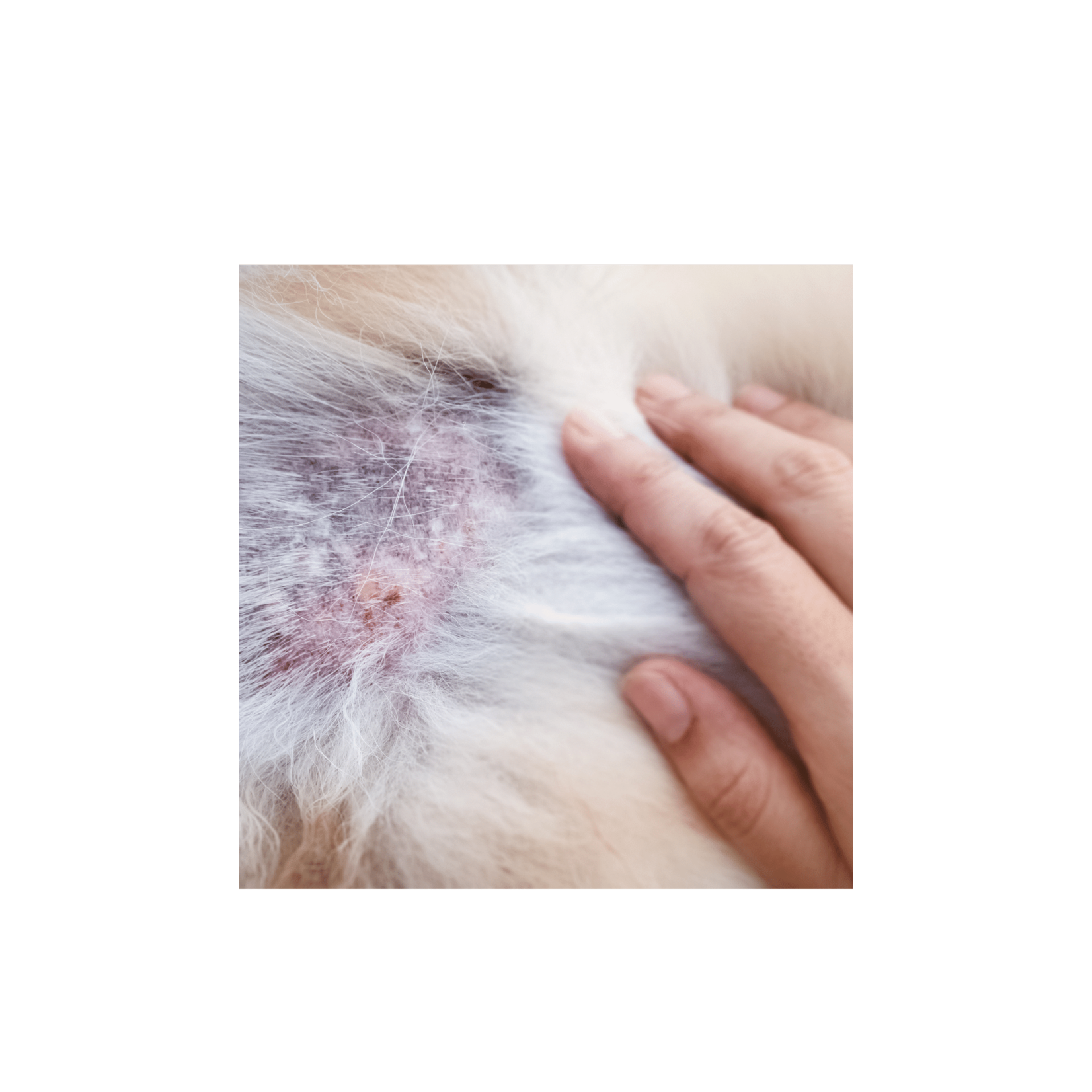 DERMOCARE Dog Collar