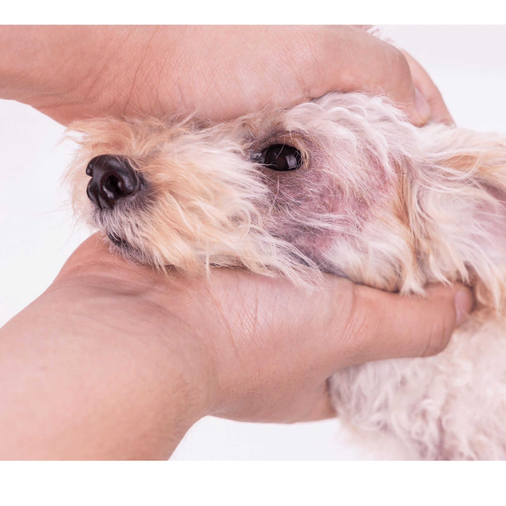 Collier CHIEN DERMOCARE