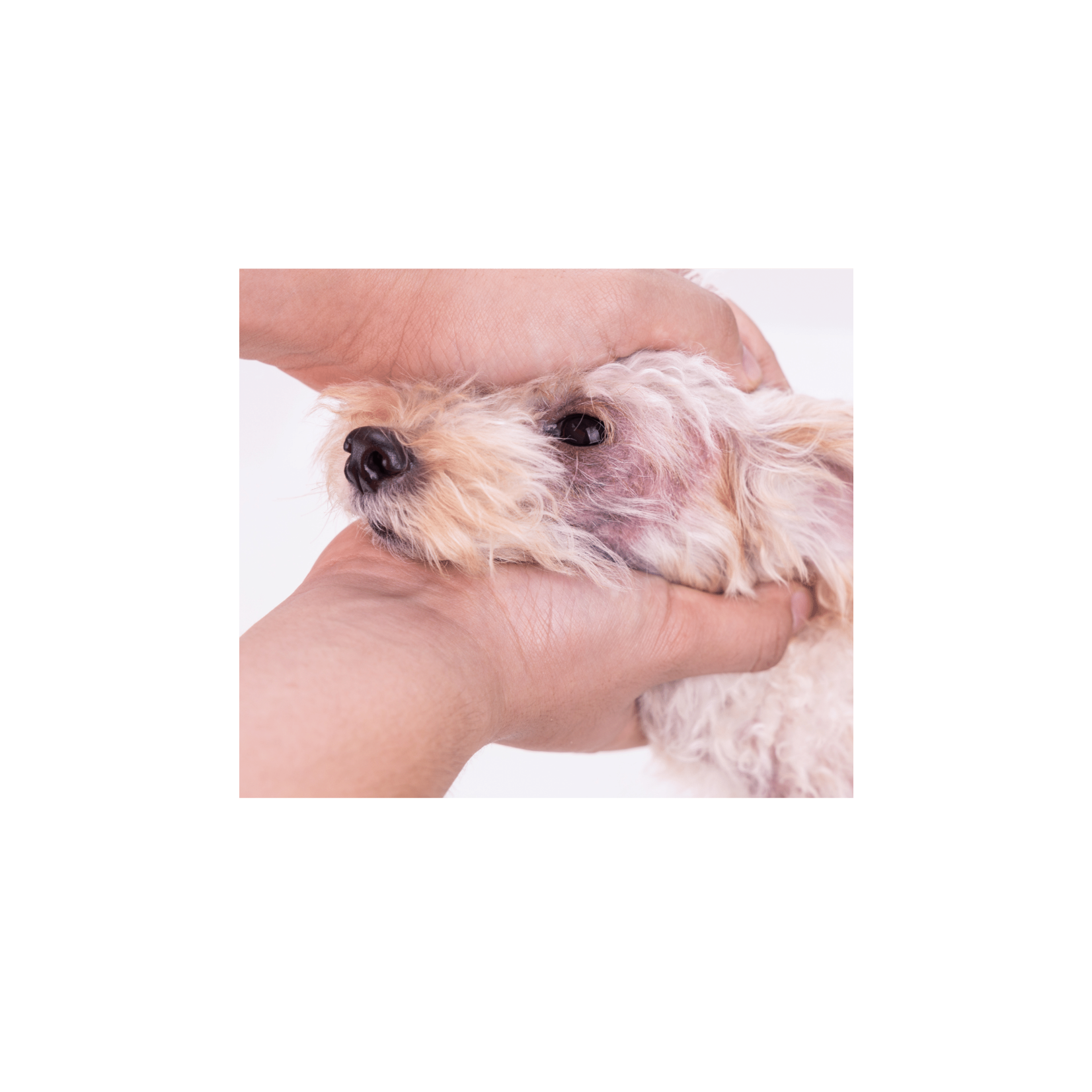 DERMOCARE Dog Collar