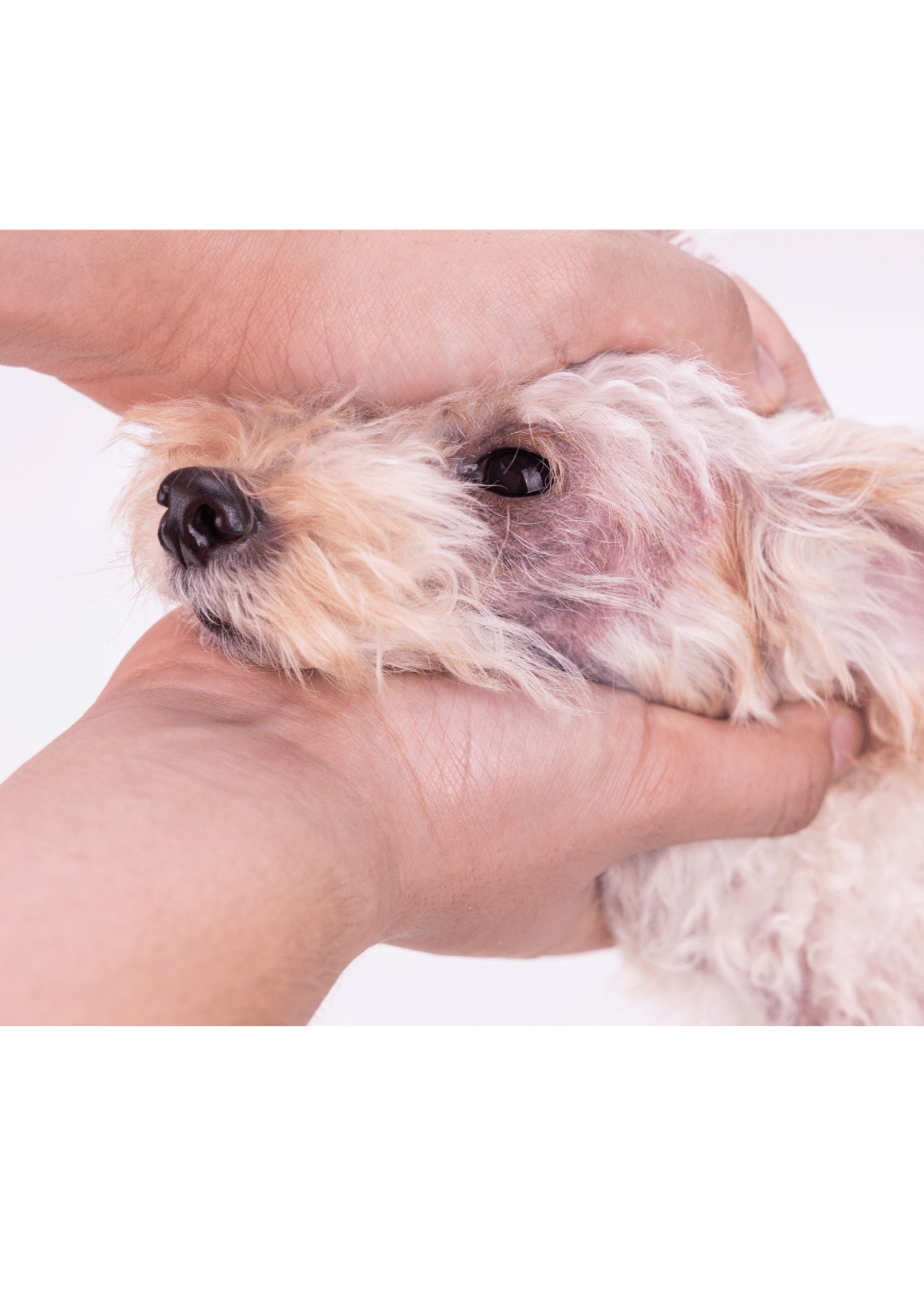 Collier CHIEN DERMOCARE