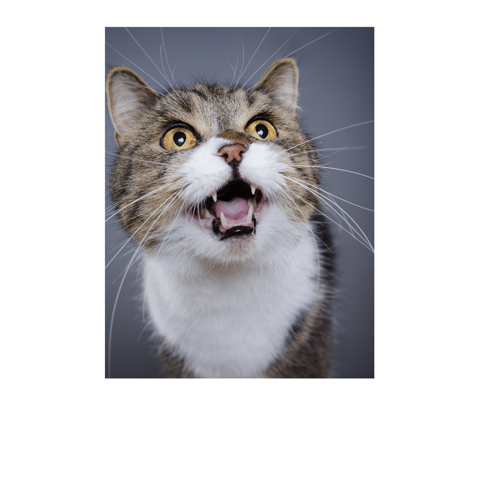 Collier CHAT DERMOCARE