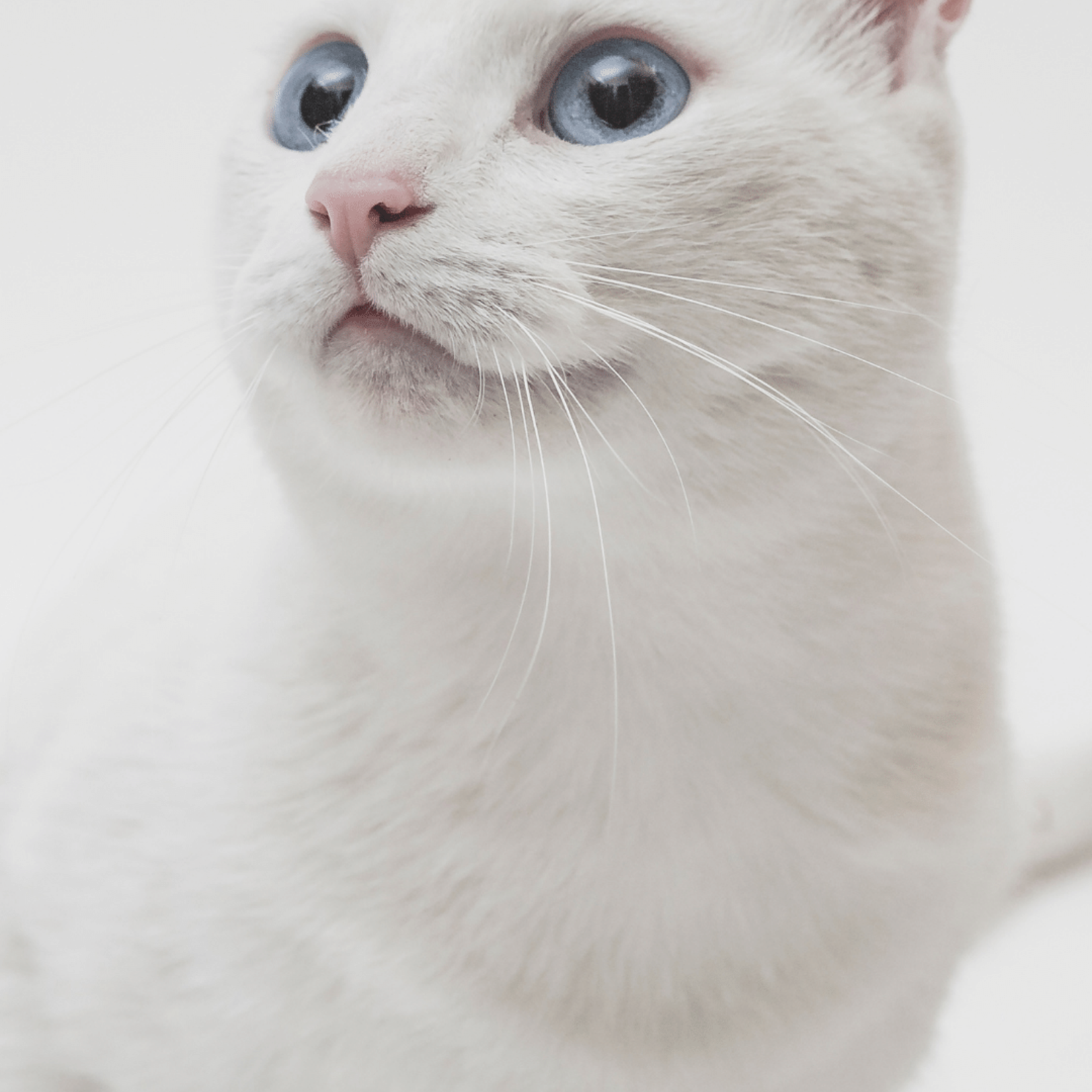 Collier CHAT DERMOCARE