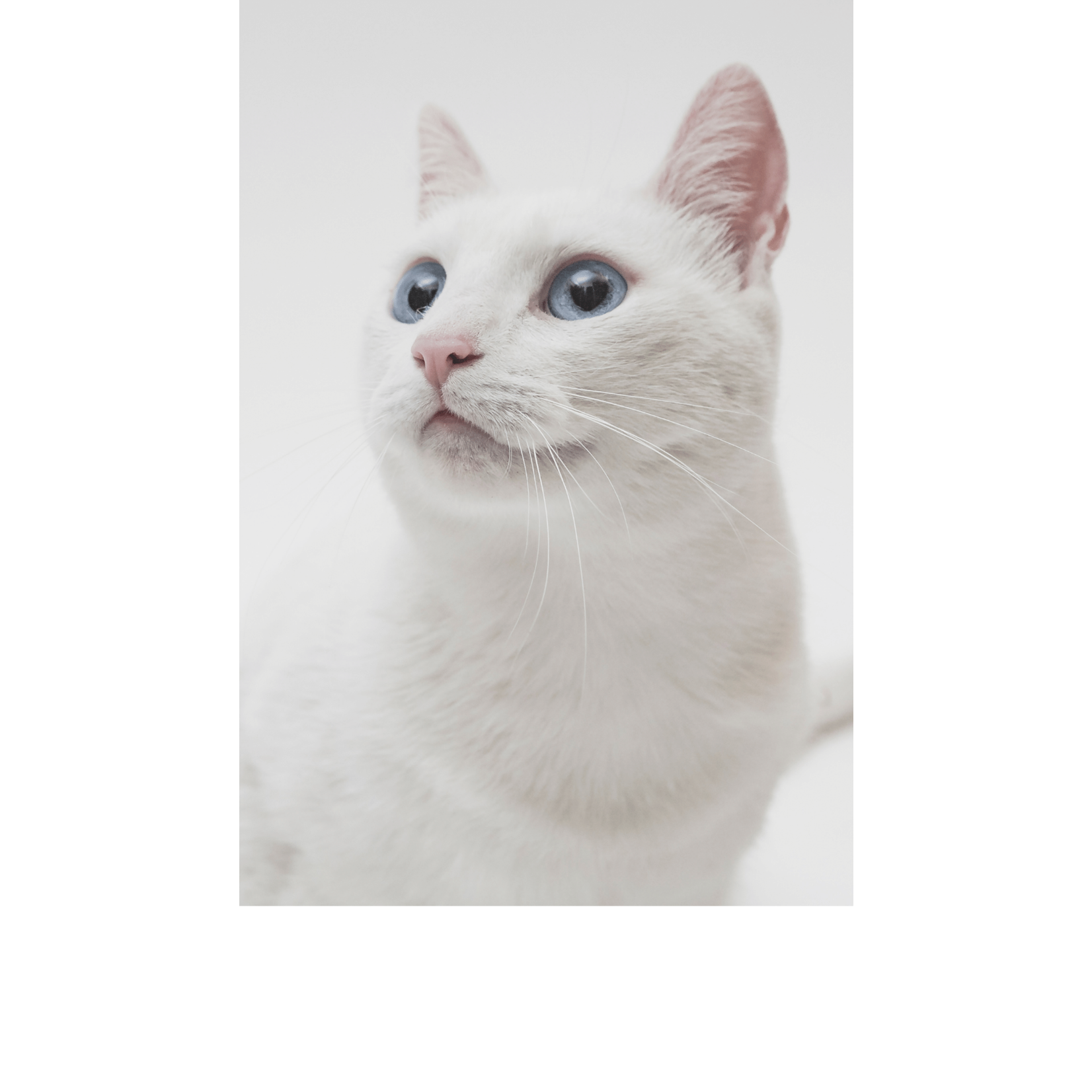 Collier CHAT DERMOCARE