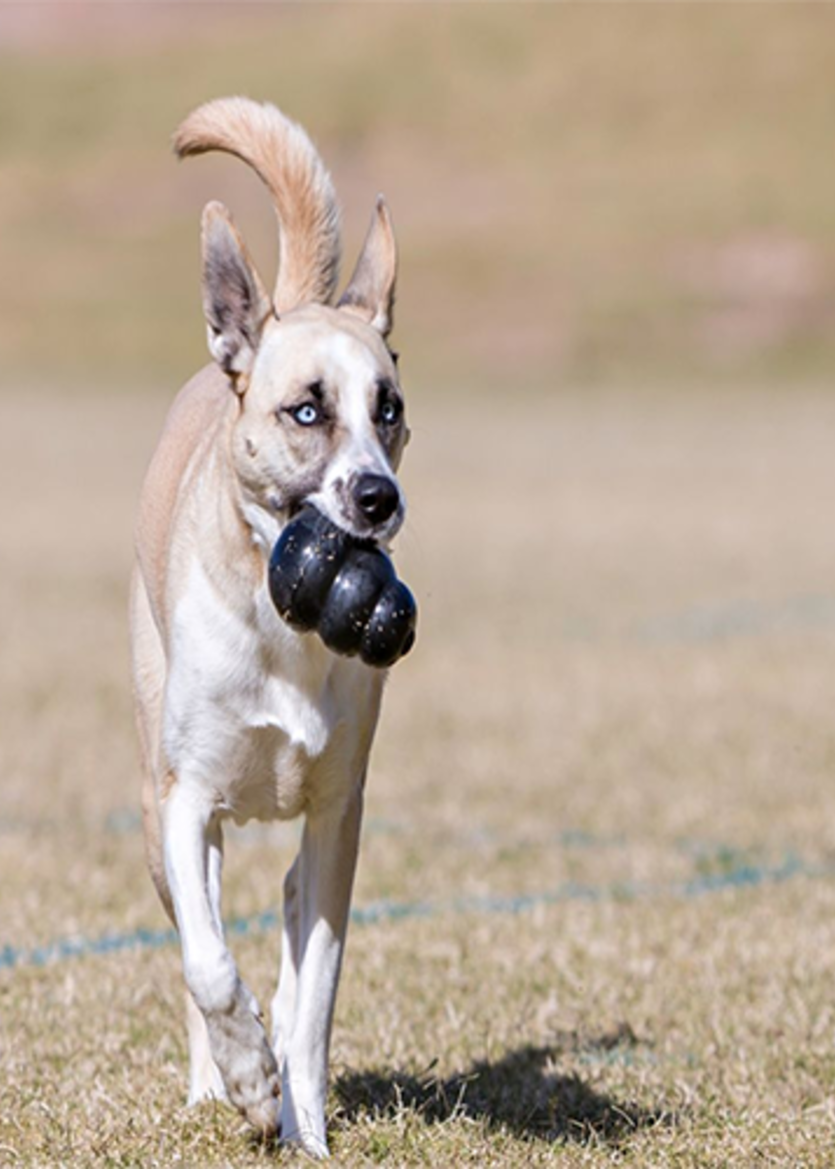 kong Extreme Large Dog Toy