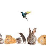 Other animal (small)