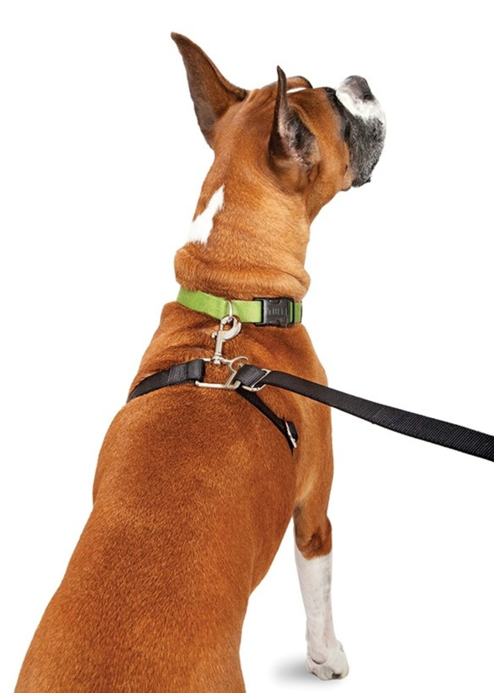 Laisse pour chien rétractable sans traction