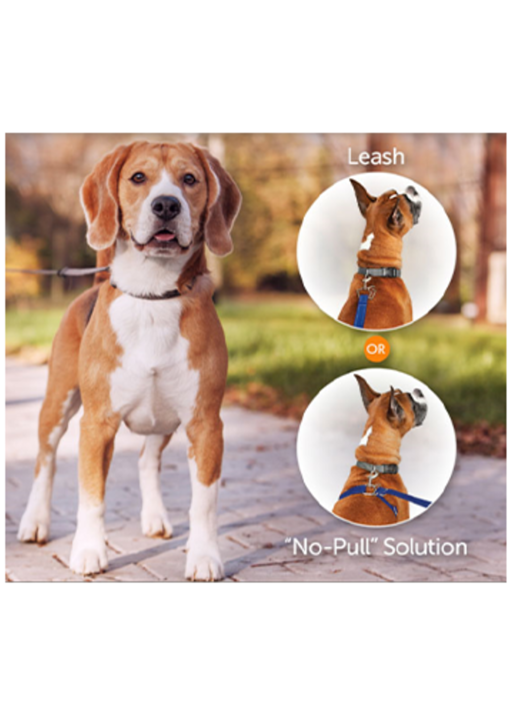Laisse pour chien rétractable sans traction