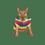 Rainbow Dog Sweater | Last One in Stock 16"