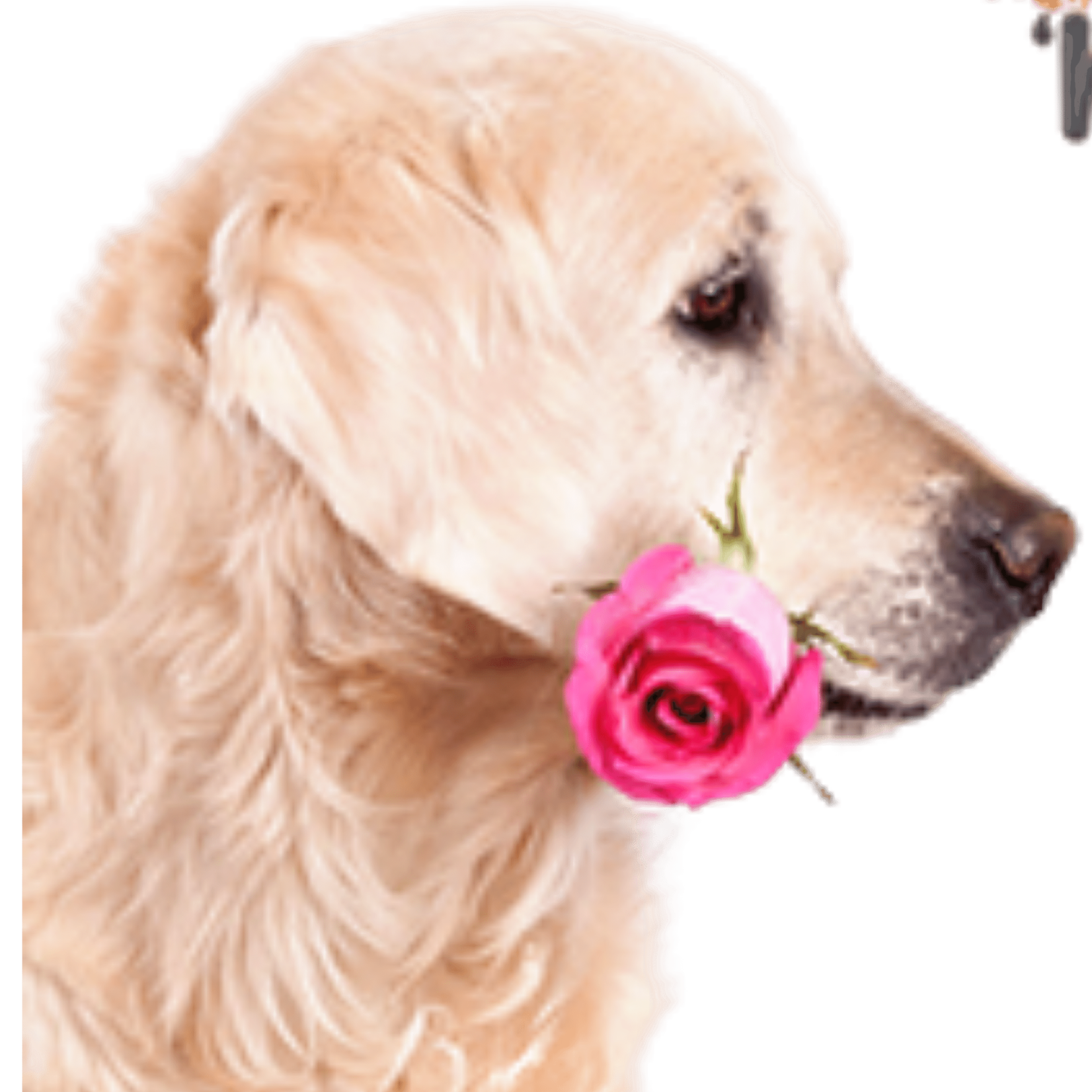 ROSES EN PELUCHE FLORALES