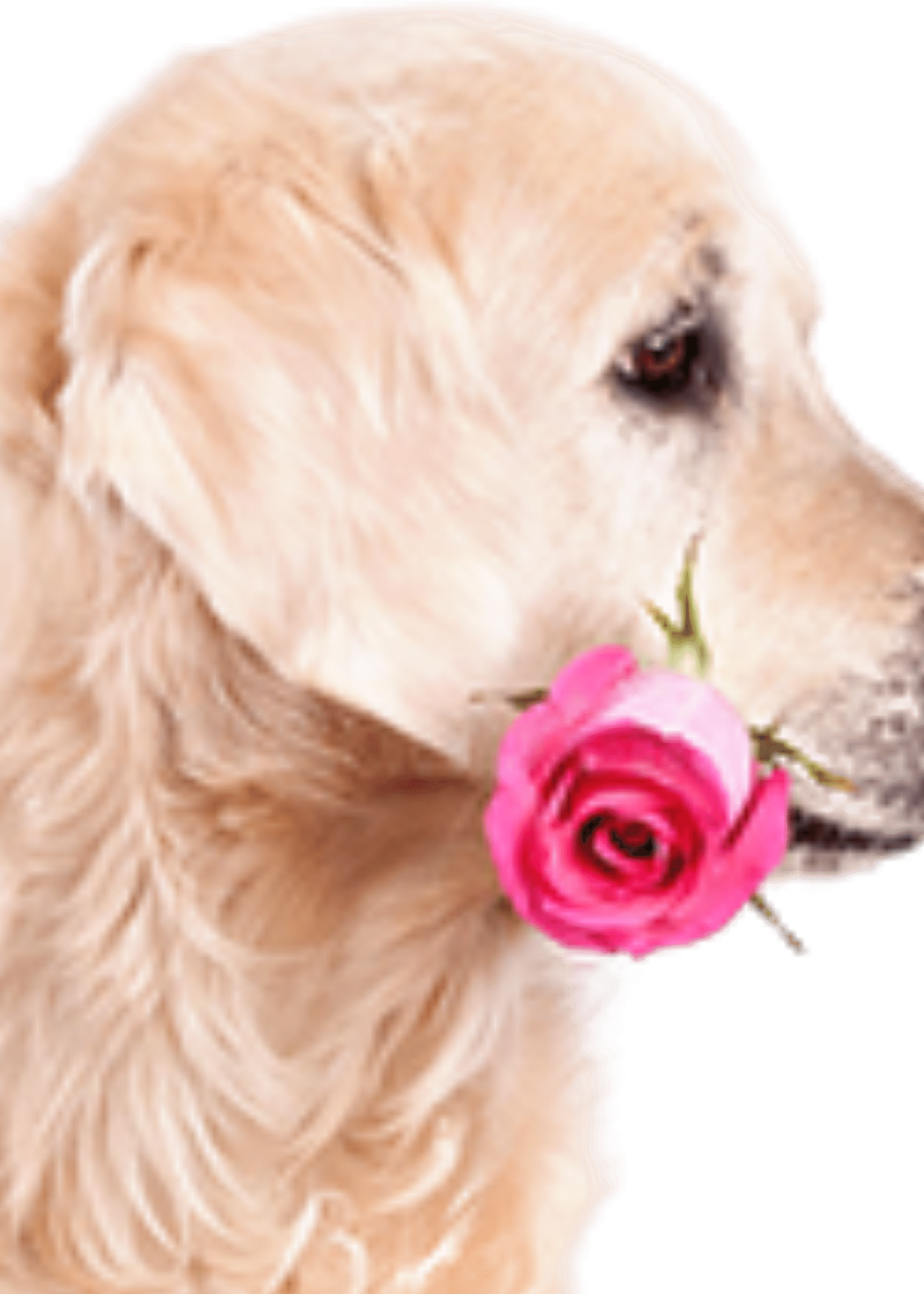 ROSES EN PELUCHE FLORALES