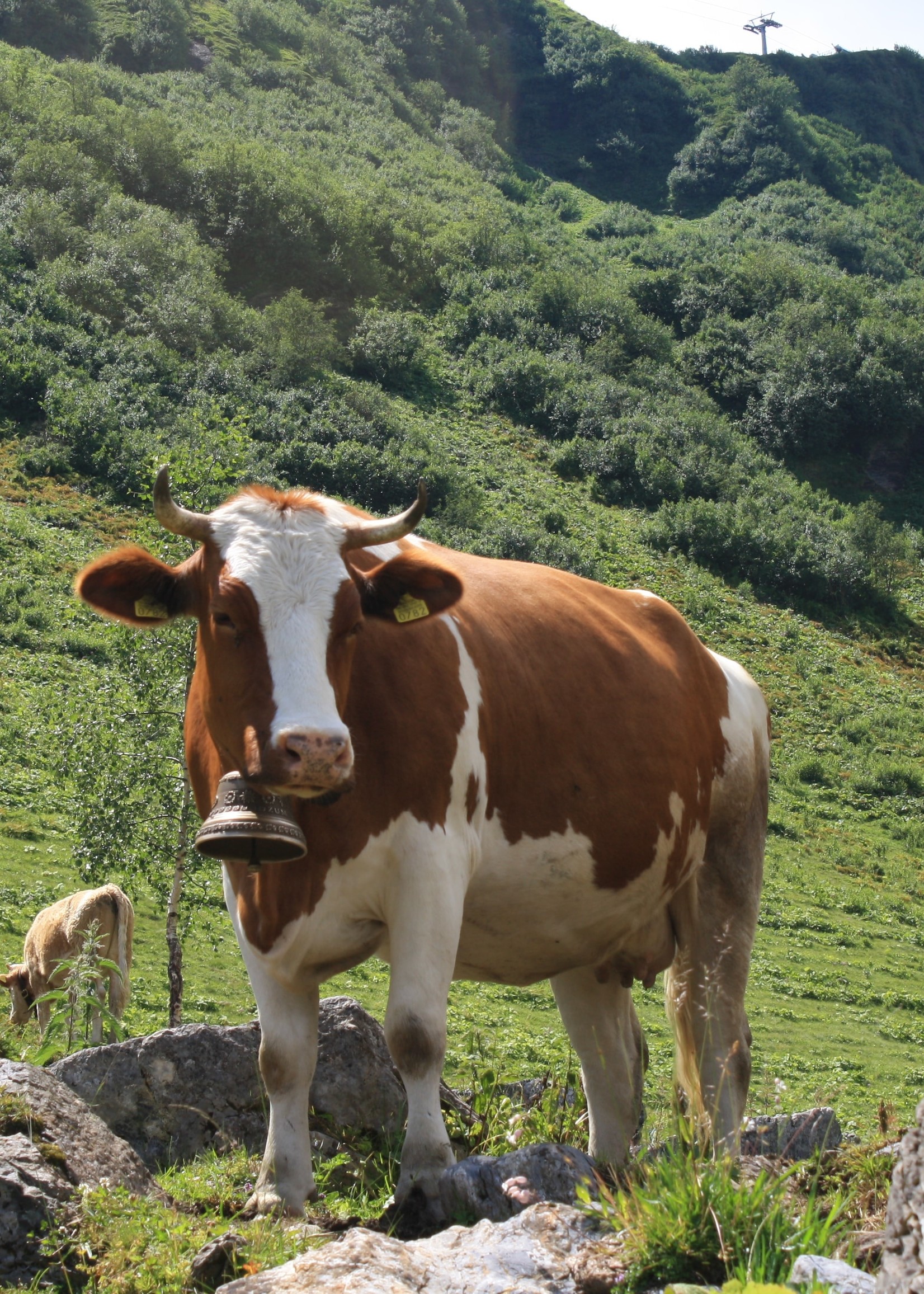 OS SAVEUR DE BOEUF