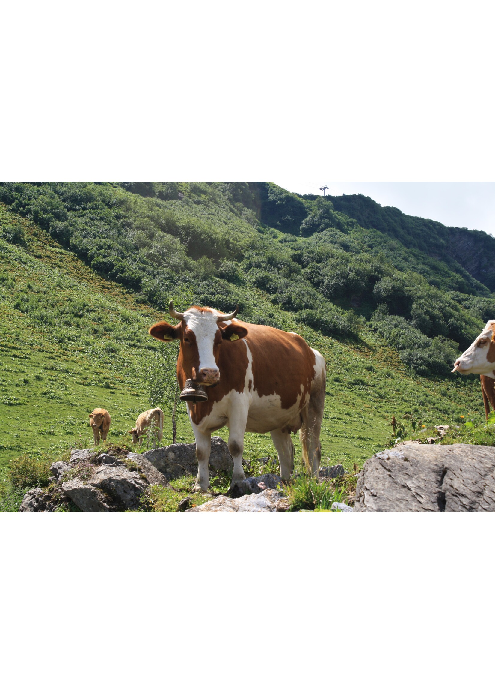 OS SAVEUR DE BOEUF