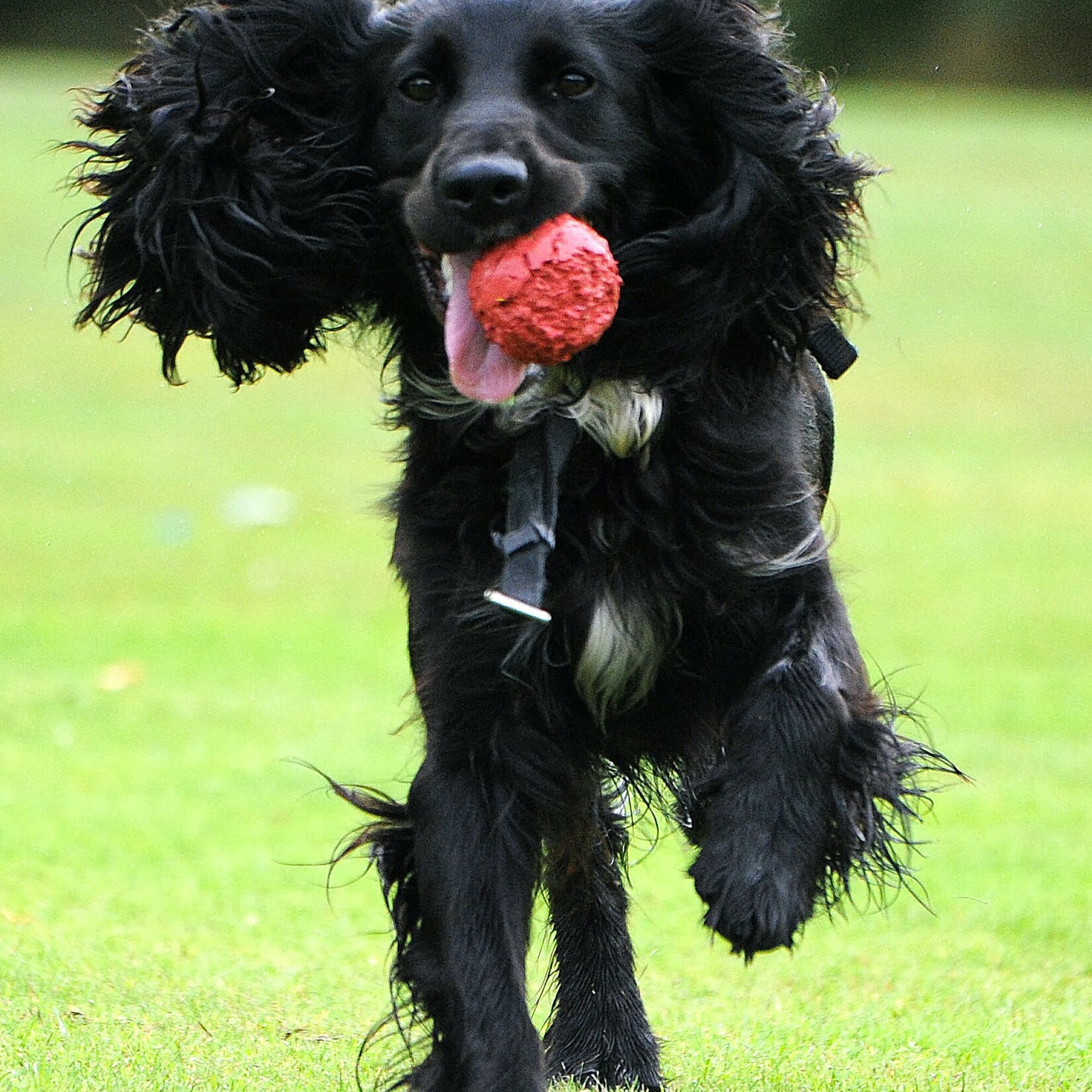 Bol en acier inoxydable anti-dérapant pour chiens à longues oreilles