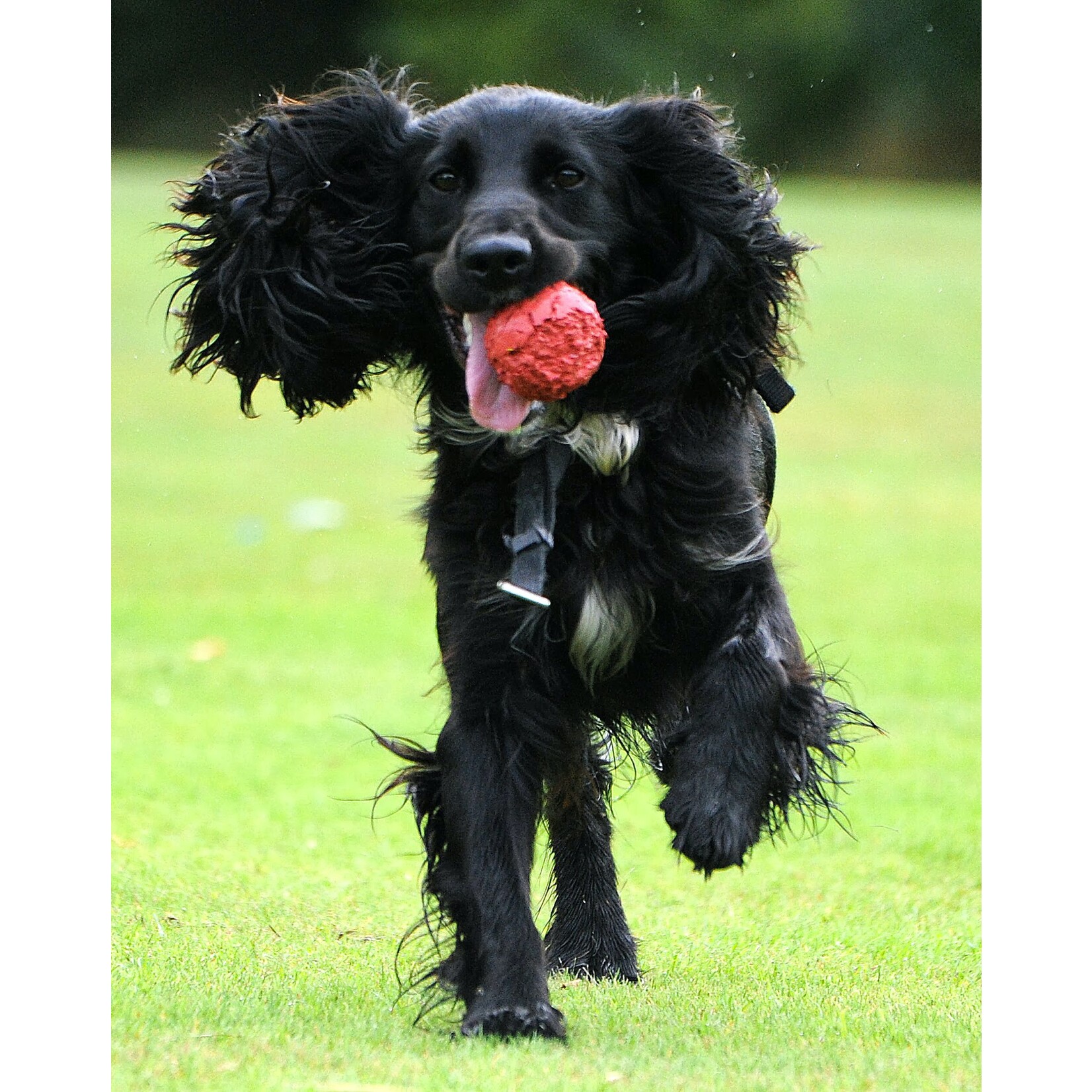 Bol en acier inoxydable anti-dérapant pour chiens à longues oreilles