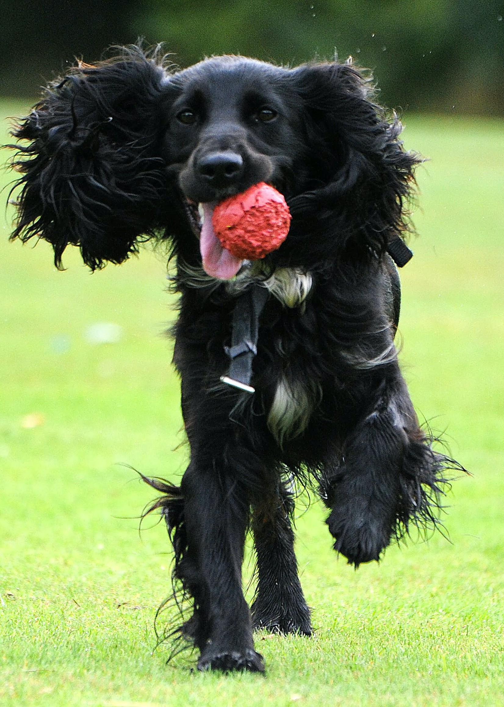 Bol en acier inoxydable anti-dérapant pour chiens à longues oreilles