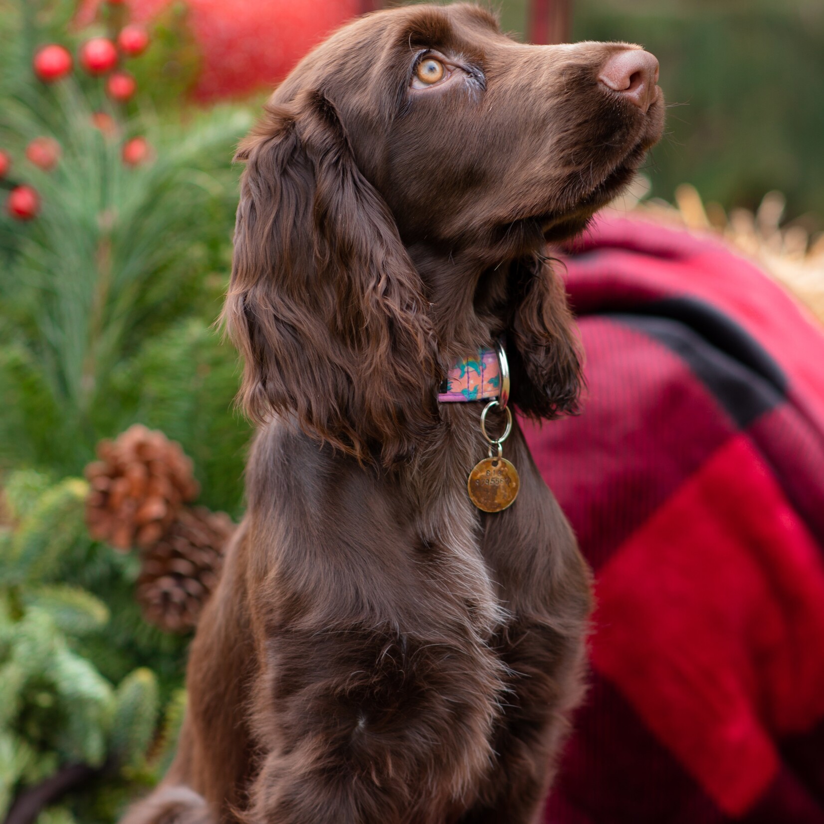 Bol en acier inoxydable anti-dérapant pour chiens à longues oreilles