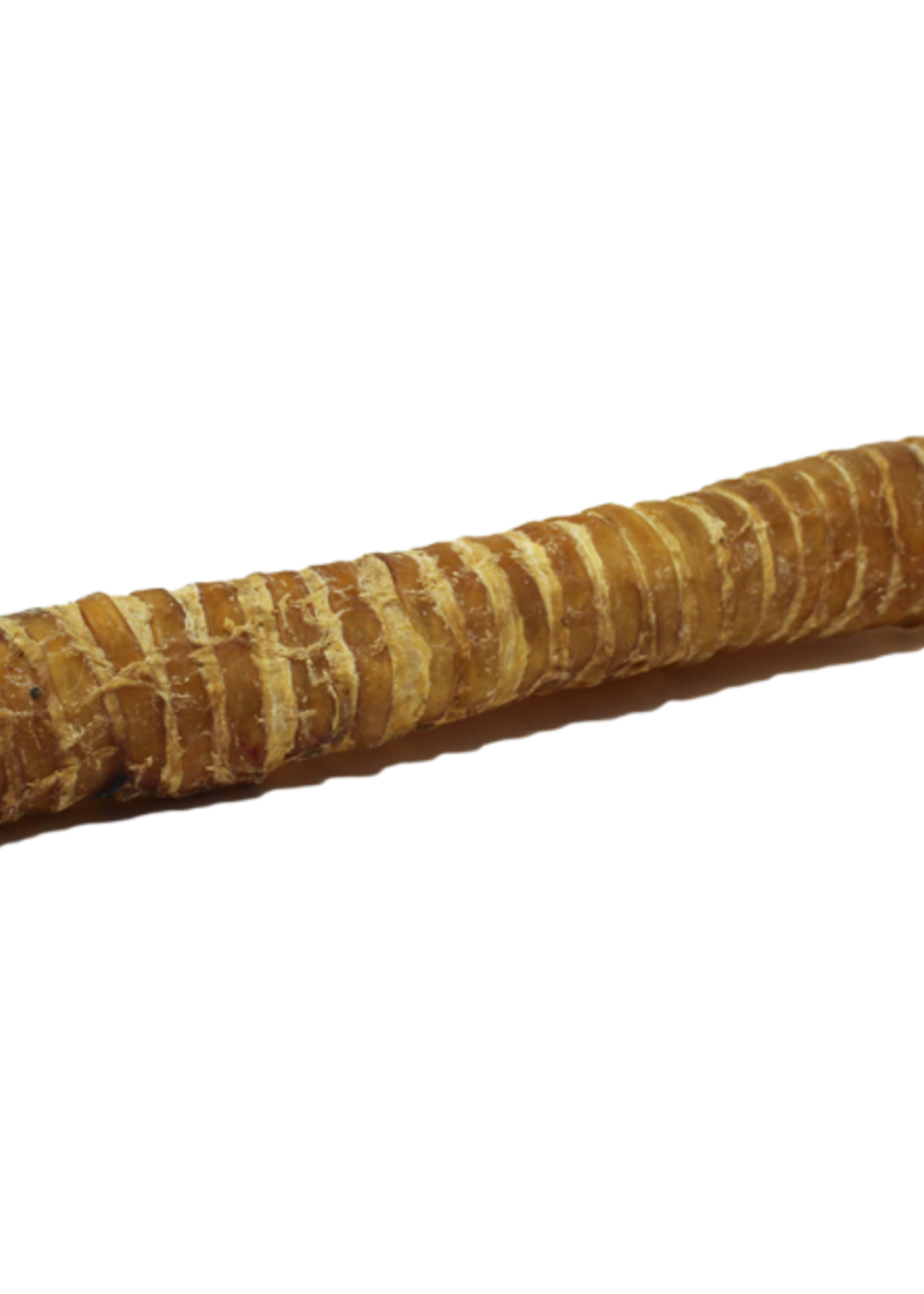 TRACHÉE DE BOEUF