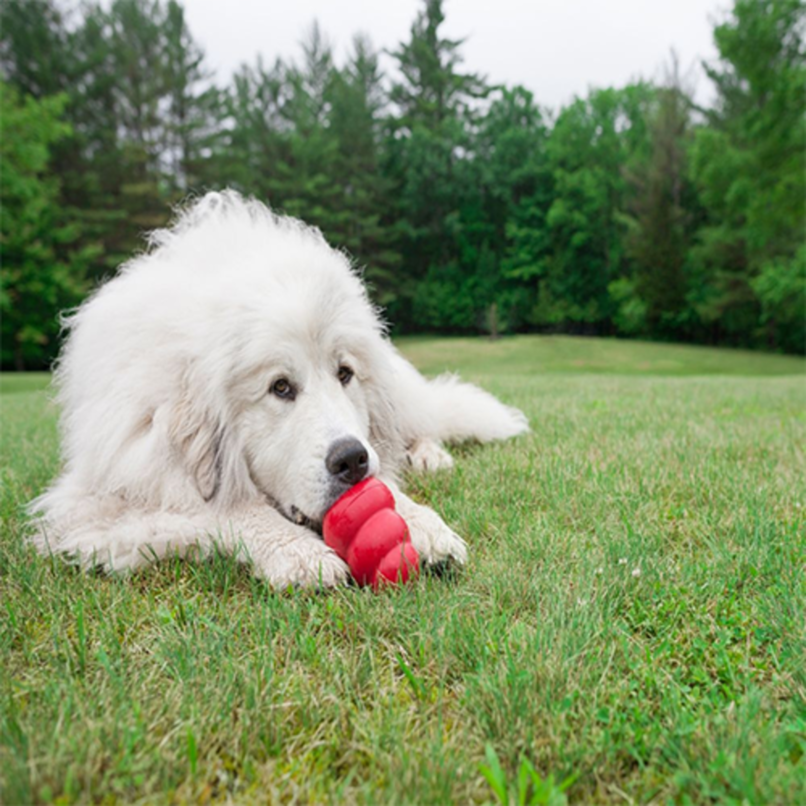 kong CLASSIC KONG DOG TOY