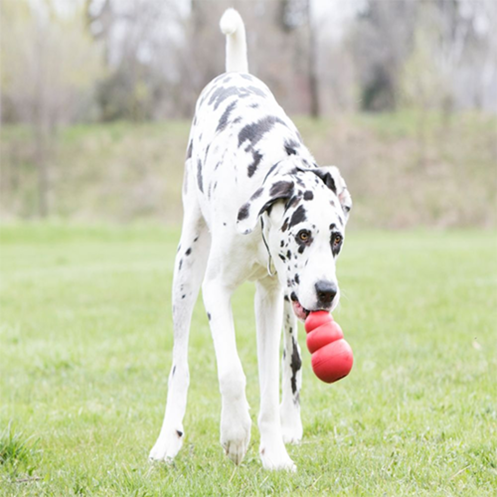 kong CLASSIC KONG DOG TOY