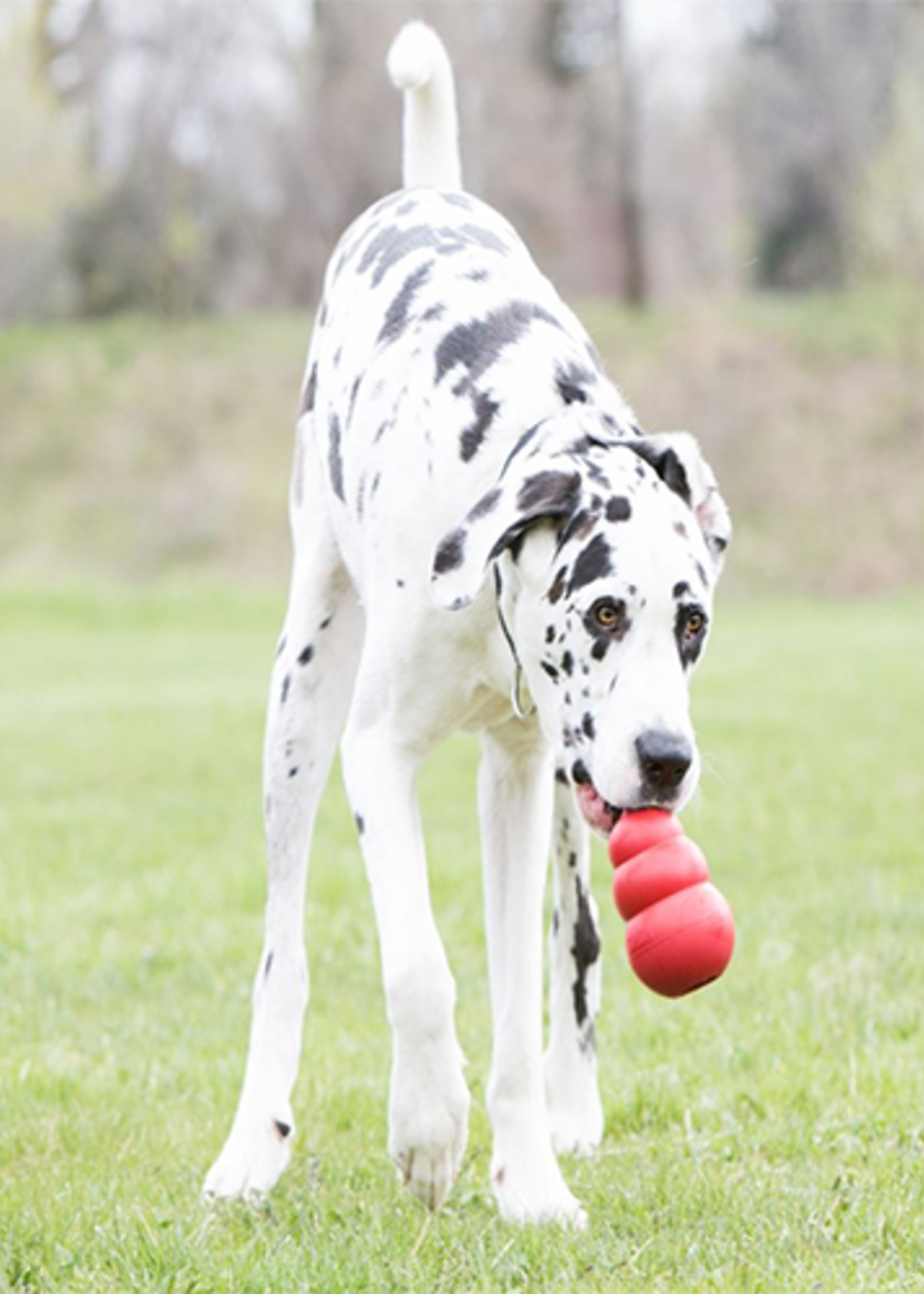 kong CLASSIC KONG DOG TOY
