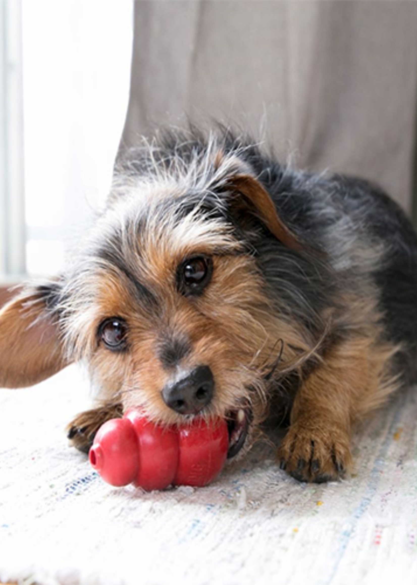 kong CLASSIC KONG DOG TOY