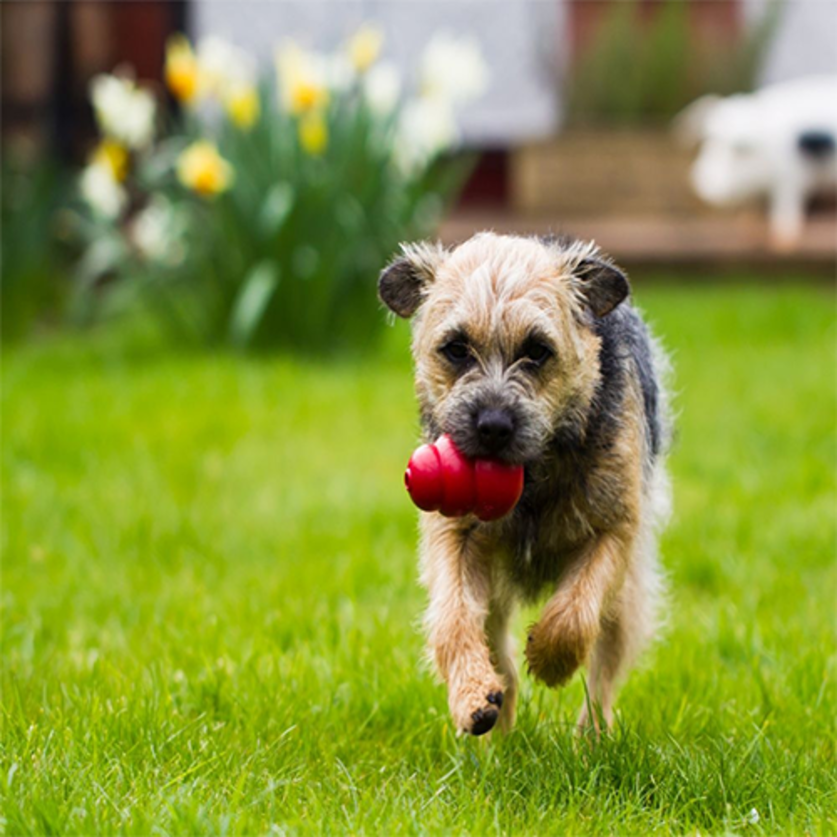 kong CLASSIC KONG DOG TOY