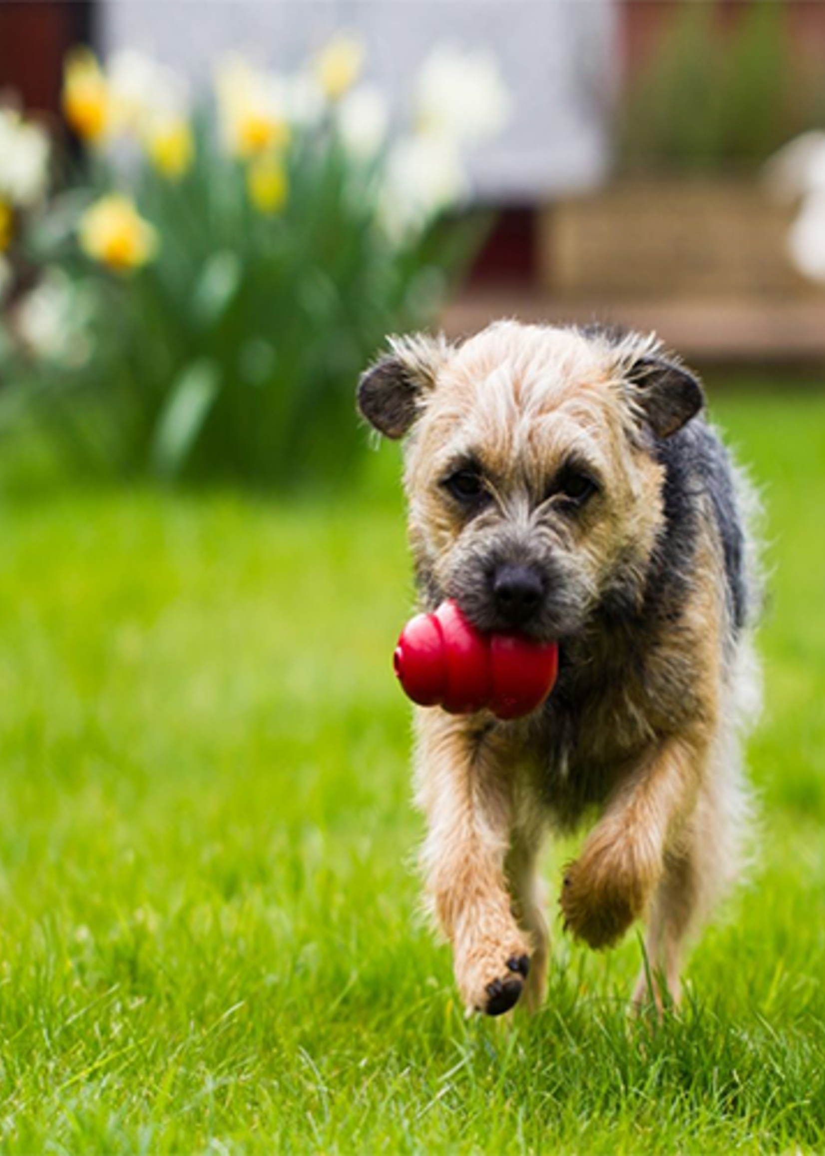kong CLASSIC KONG DOG TOY