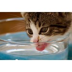 ESSENTIALS FOR FELINES