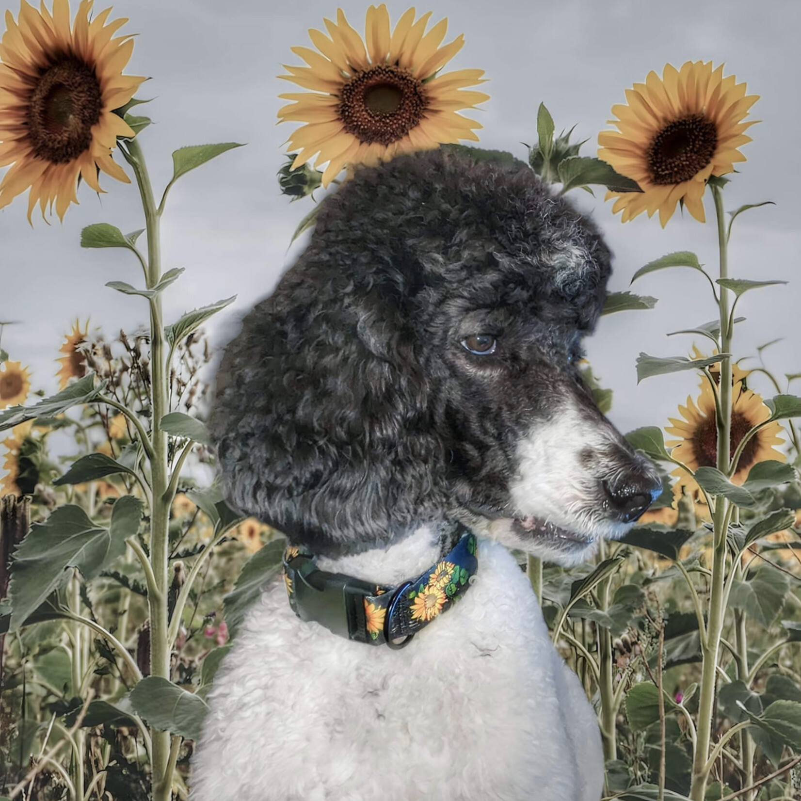 Collier ajustable pour chien de grandes tailles