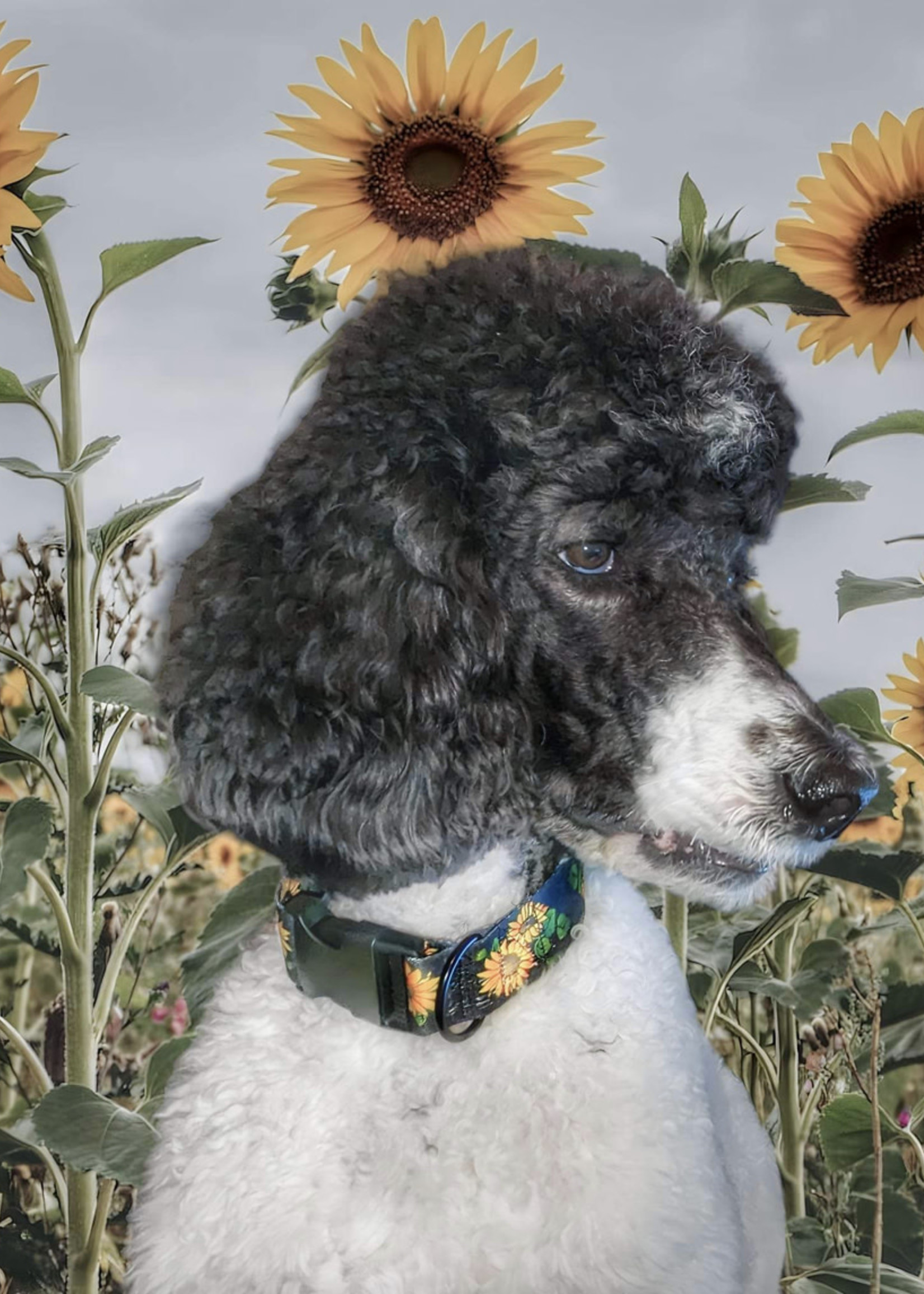 Adjustable collar for large dogs