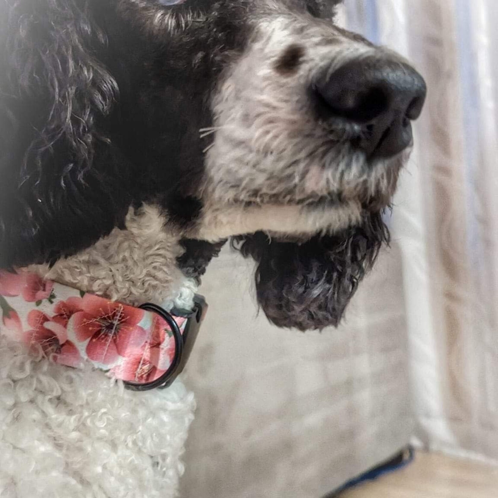 COLLIER AJUSTABLE POUR GRAND CHIEN