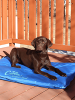 Cooling comfort bed