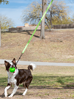 TIR A L'ARC MODERNE POUR CHIEN