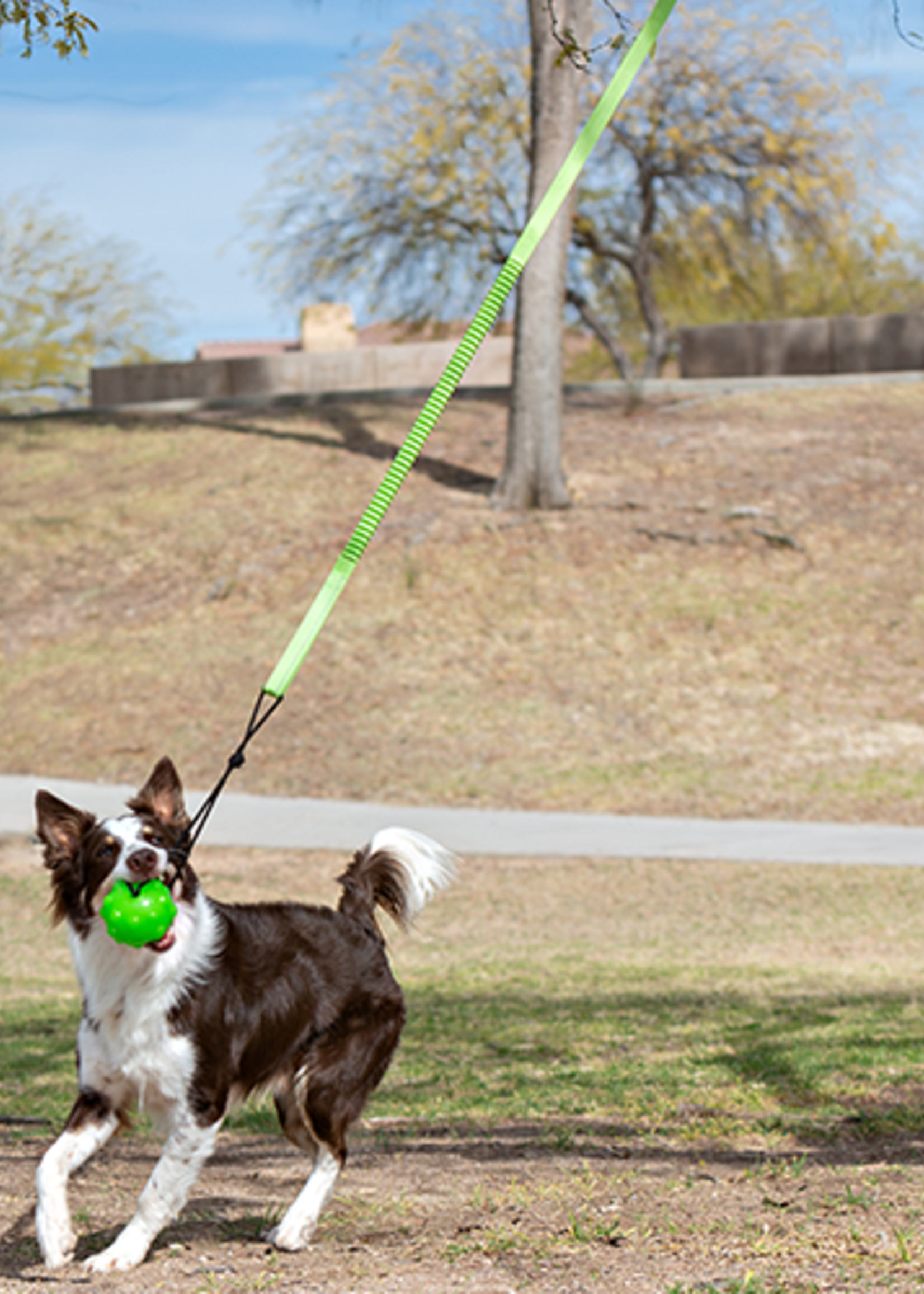 TIR A L'ARC MODERNE POUR CHIEN