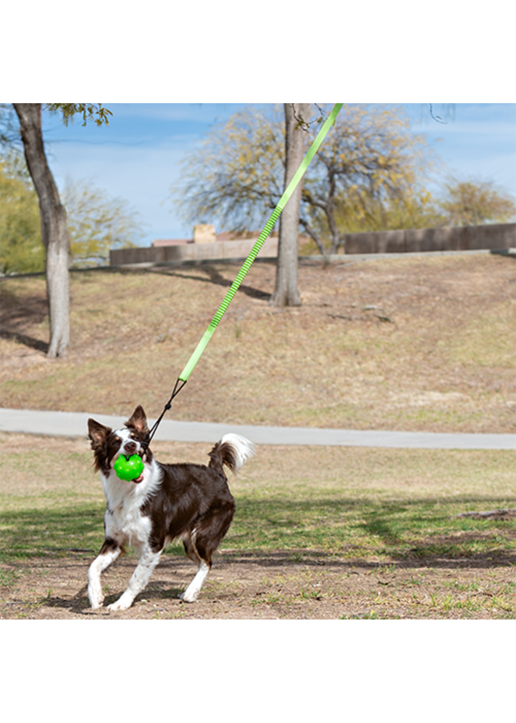 TIR A L'ARC MODERNE POUR CHIEN