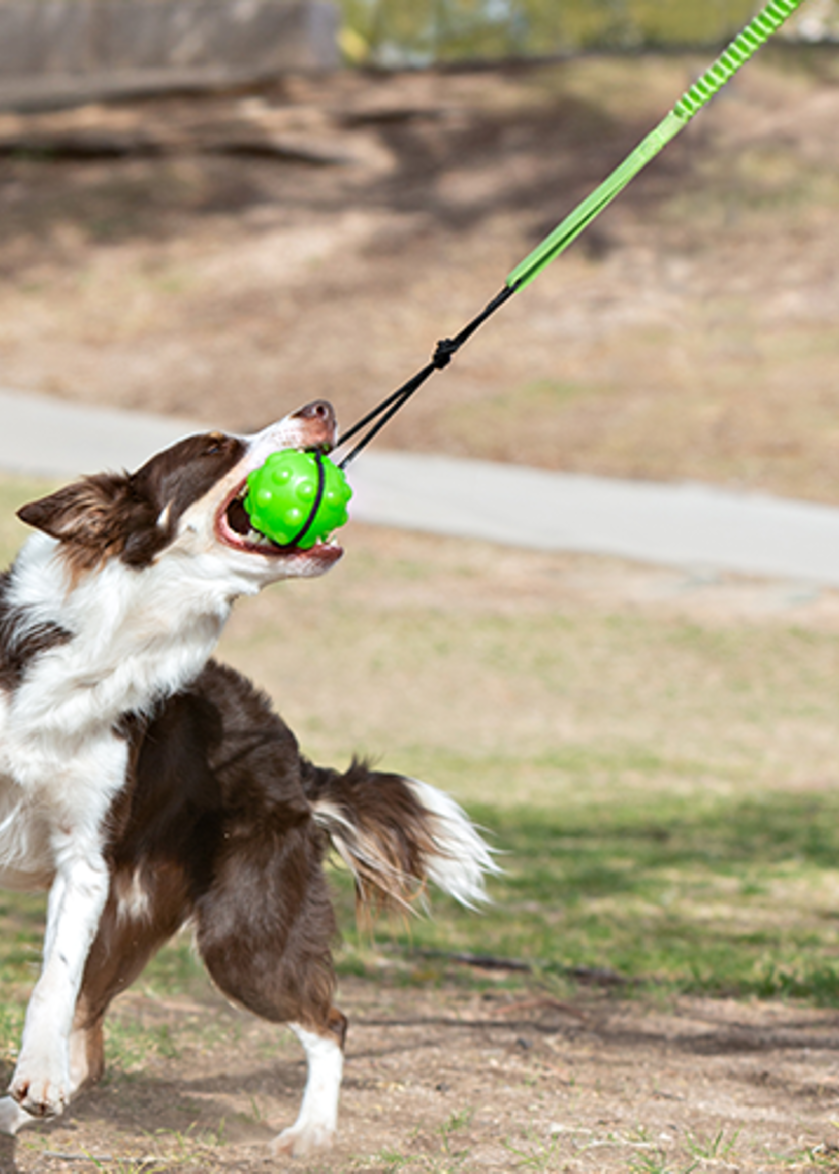 TIR A L'ARC MODERNE POUR CHIEN