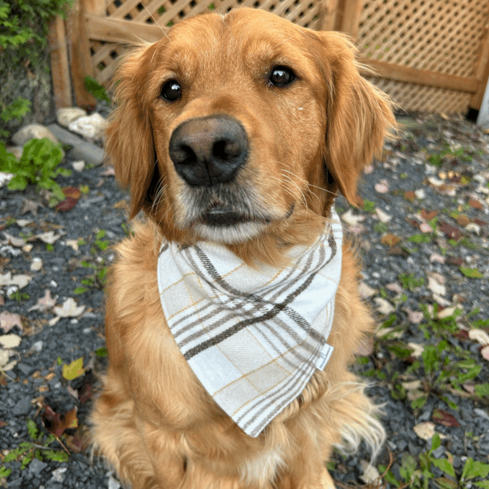 FOULARD CHAUD ET CHIC