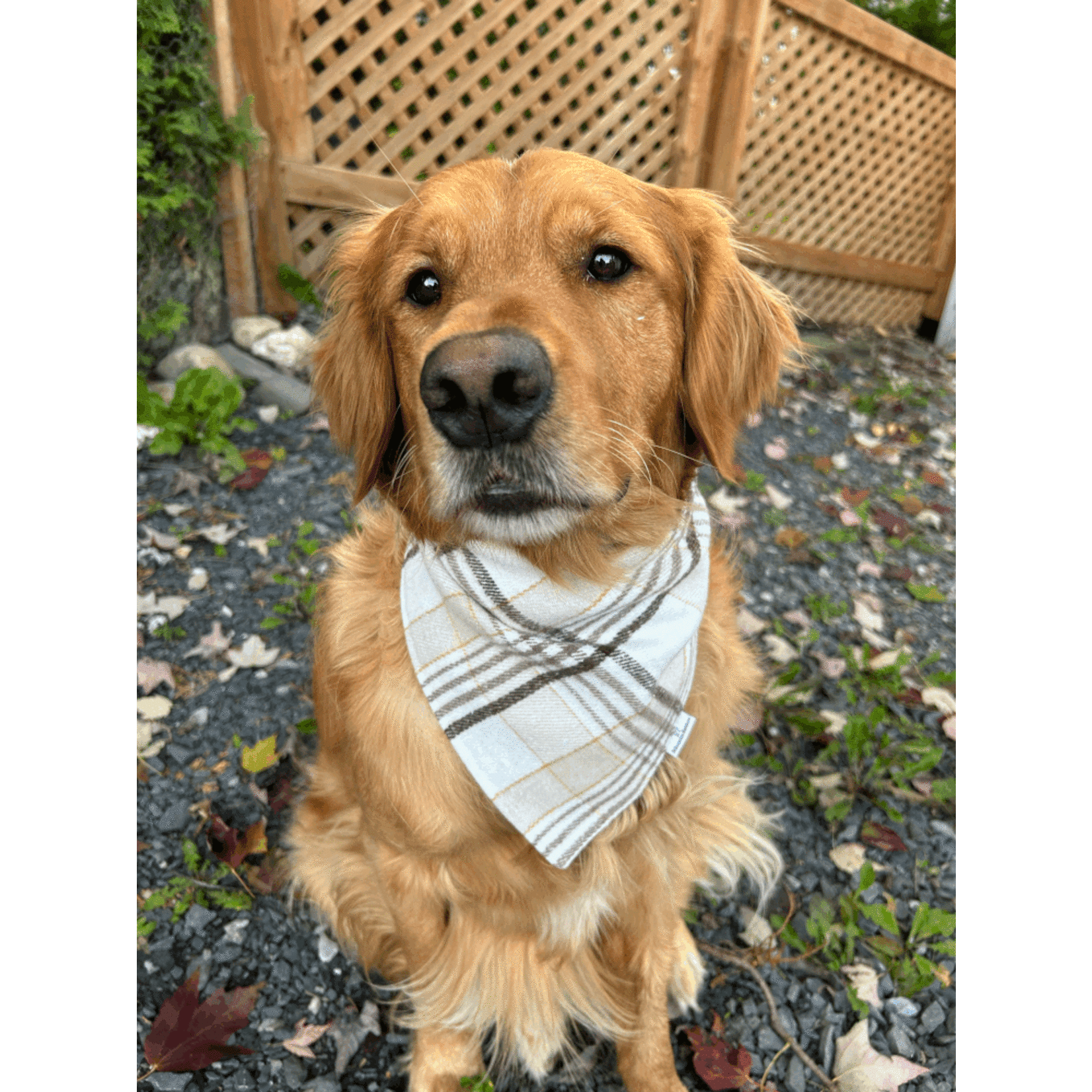 FOULARD CHAUD ET CHIC