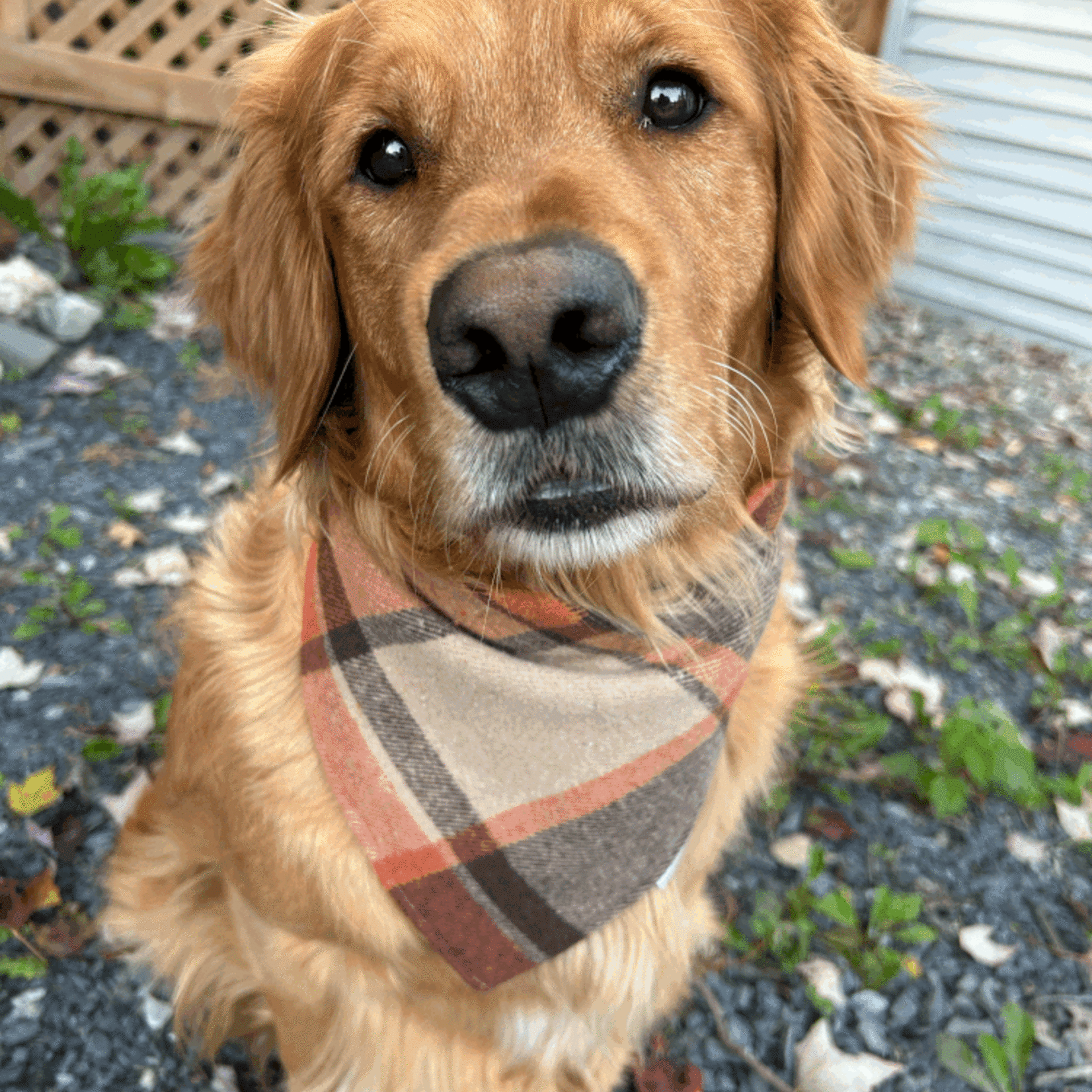 FOULARD CHAUD ET CHIC